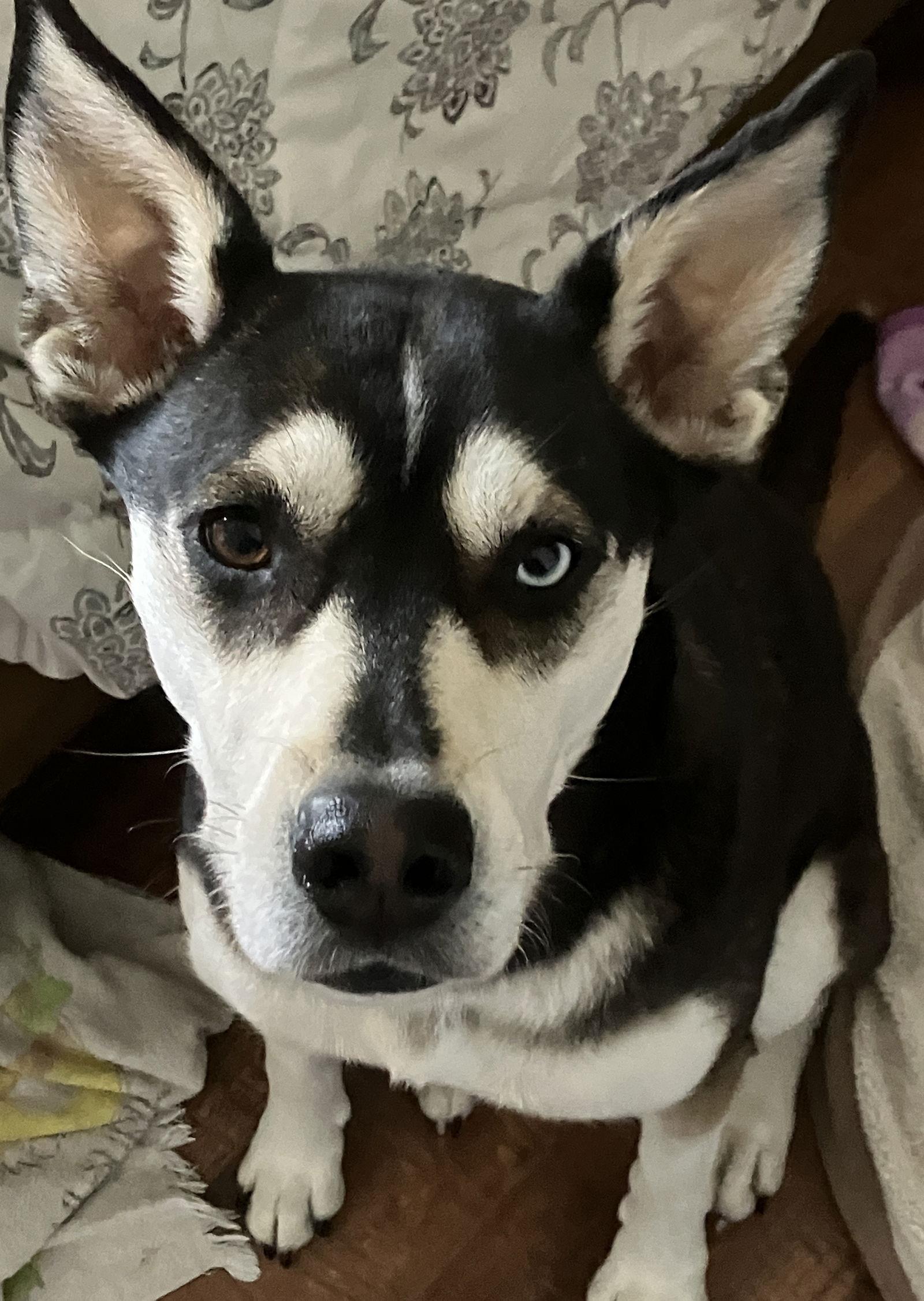 Enlarge Mohawk, a Adoptable mixed breed in San Diego, CA image 2/3