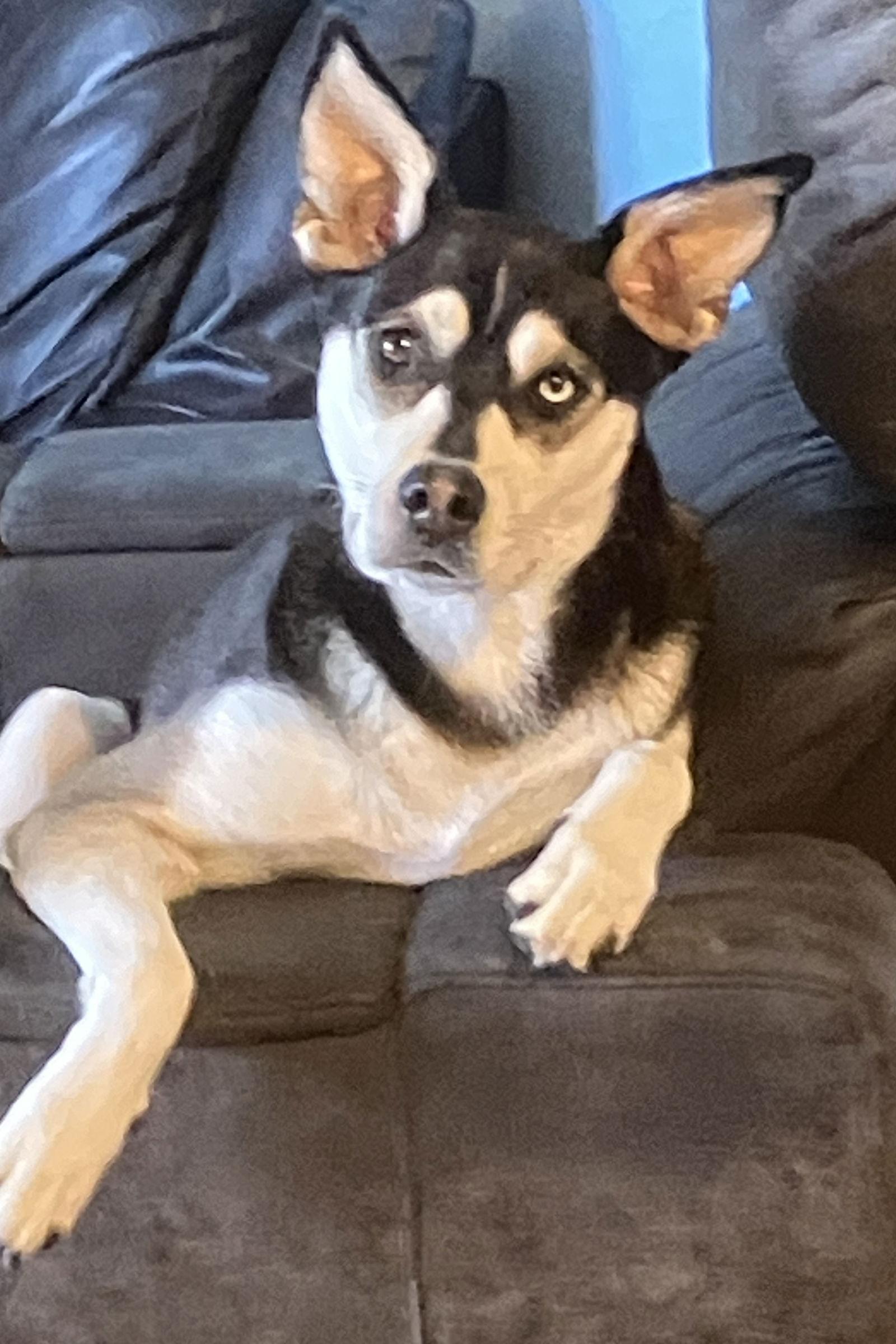 Enlarge Mohawk, a Adoptable mixed breed in San Diego, CA image 3/3