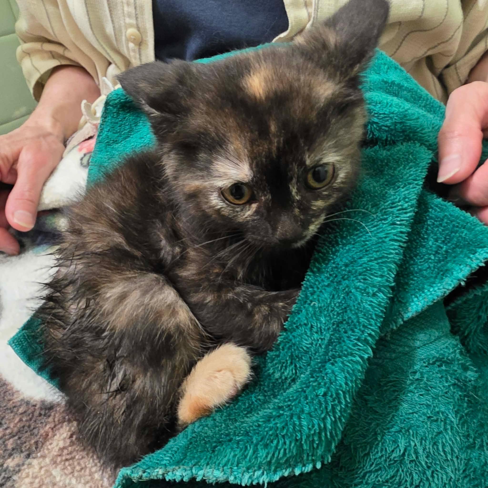 Gigie, Adoptable, Kitten Female Tortoiseshell.