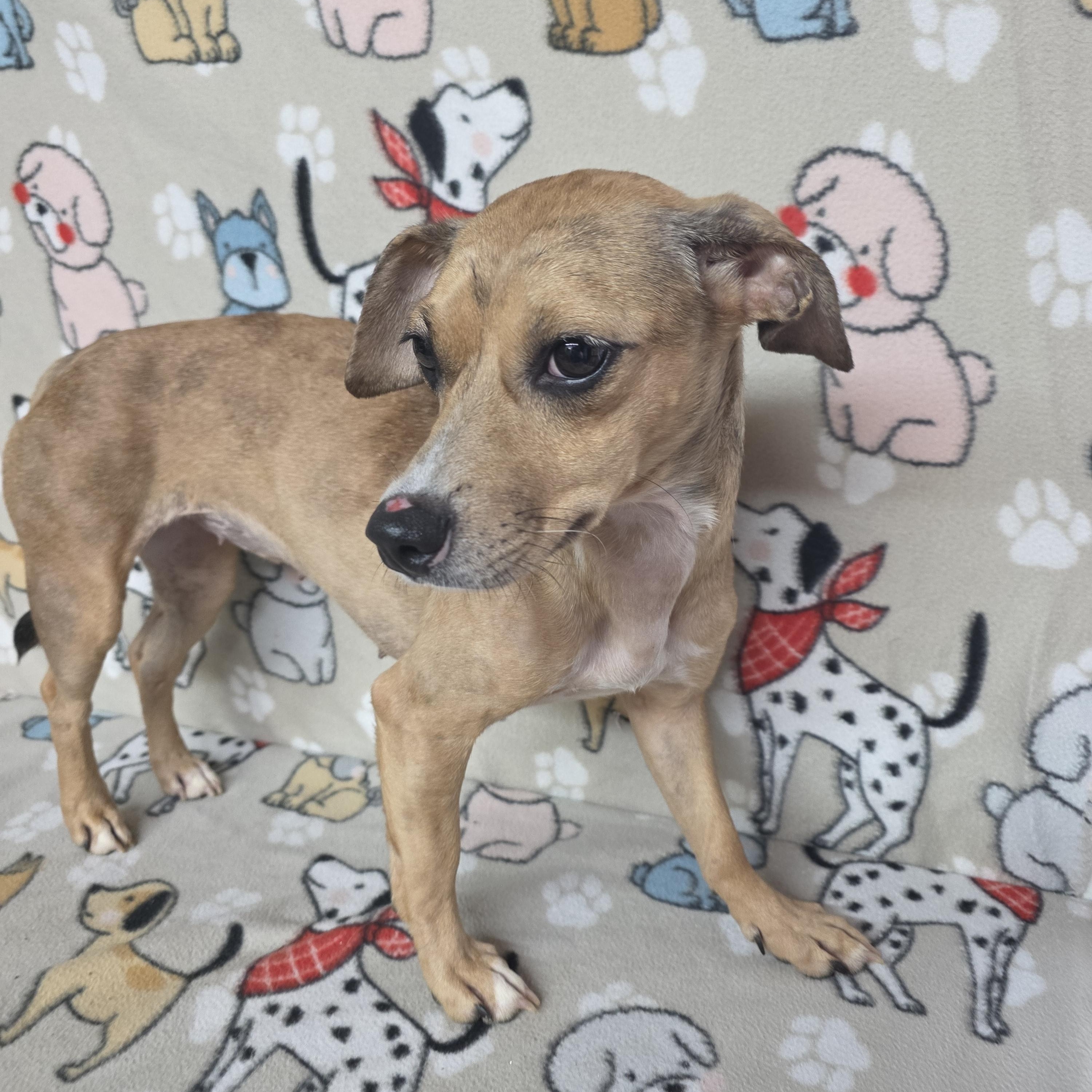 Skittles, a Adoptable mixed breed in Dallas, GA image 4/5