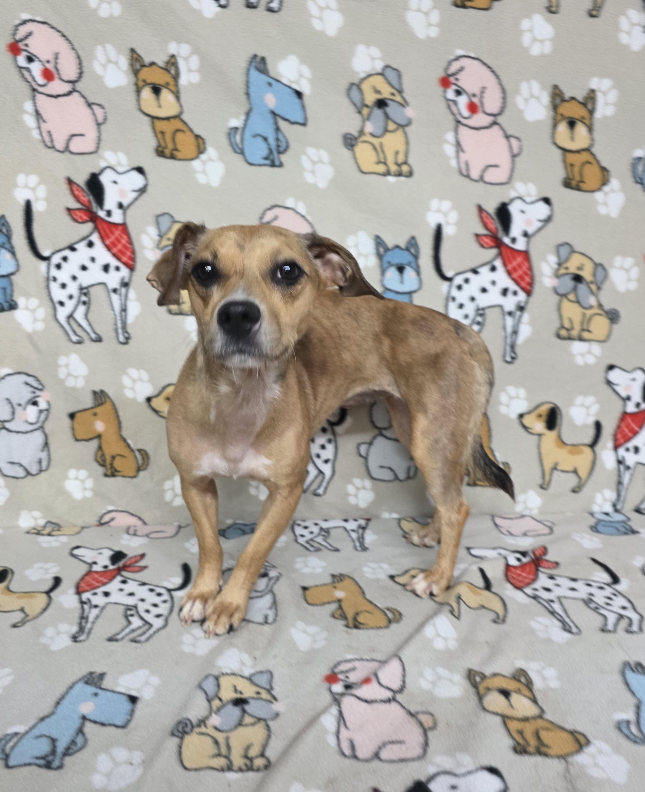 Skittles, a Adoptable mixed breed in Dallas, GA image 5/5