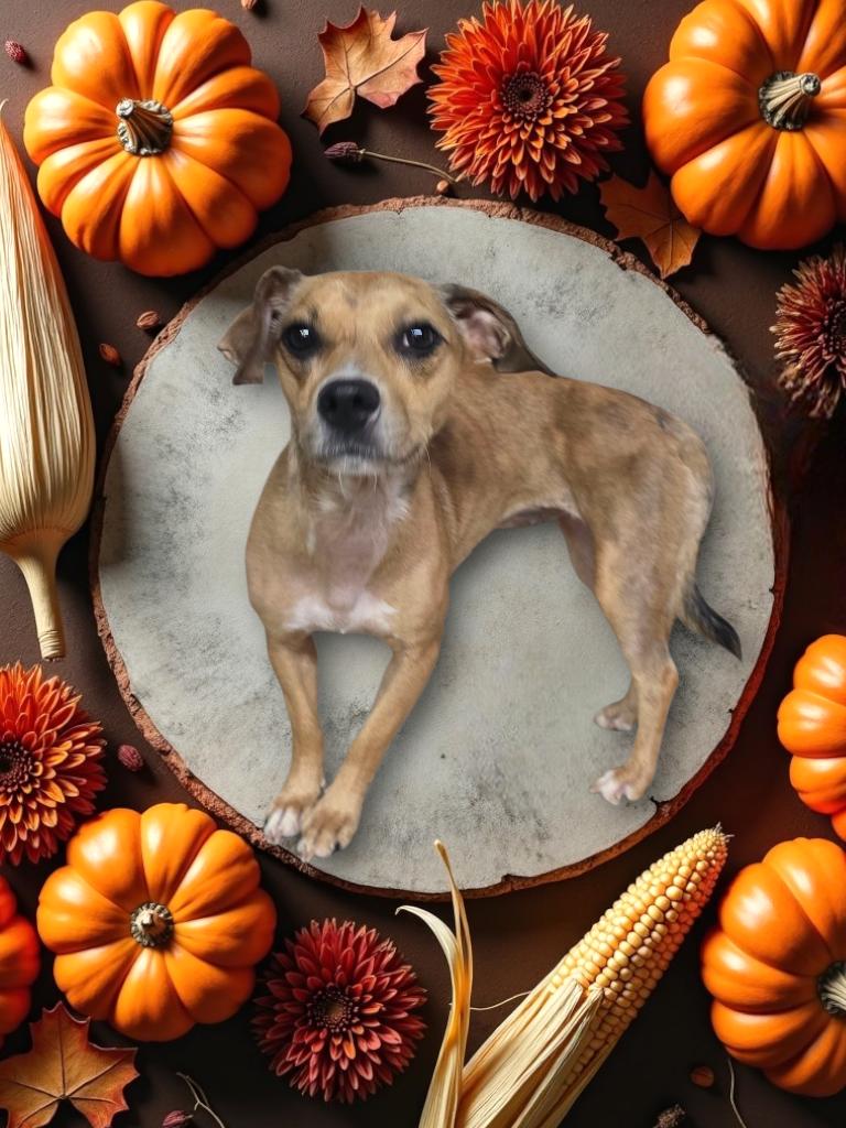 Skittles, a Adoptable mixed breed in Dallas, GA image 2/5