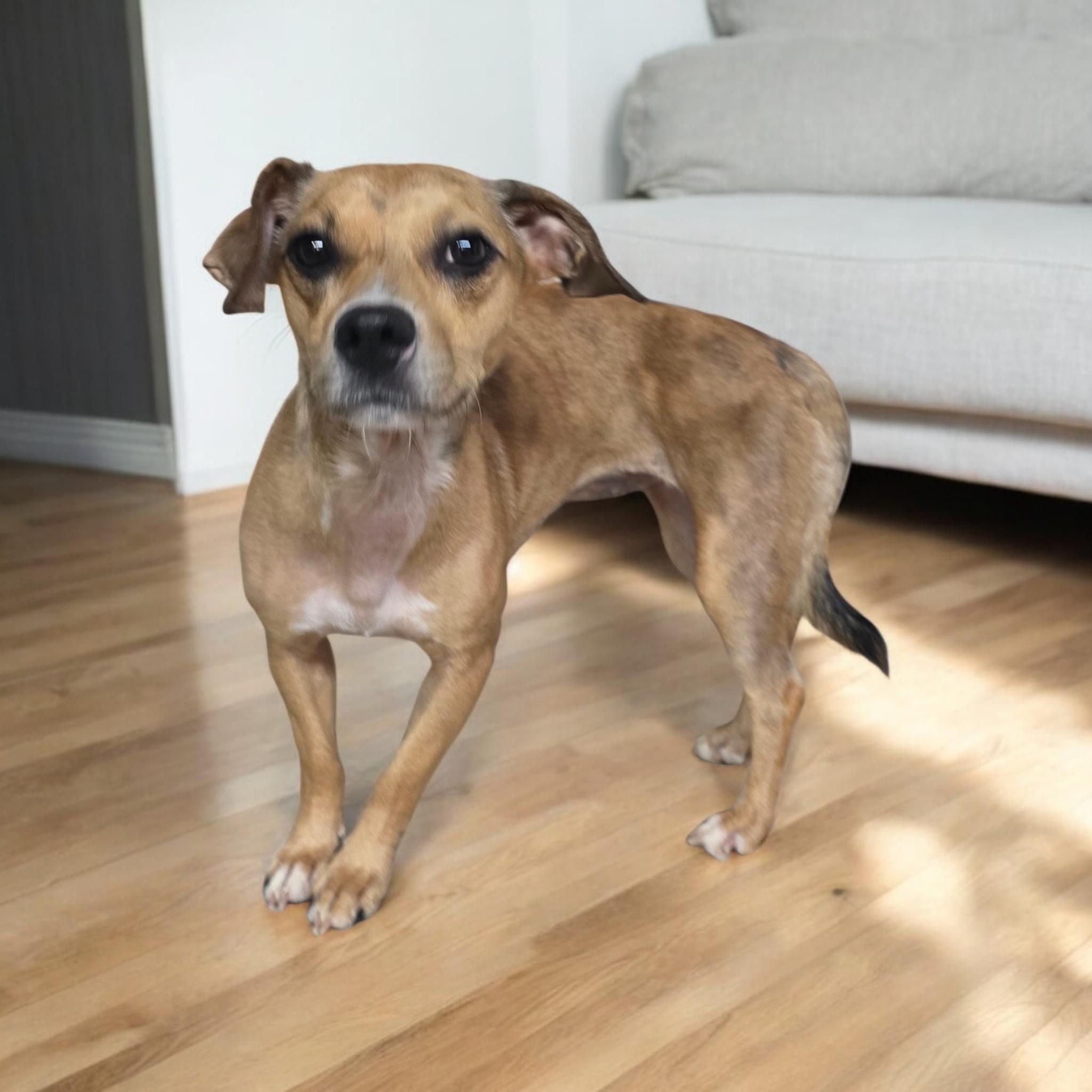 Skittles, Adoptable, Adult Female Chihuahua.