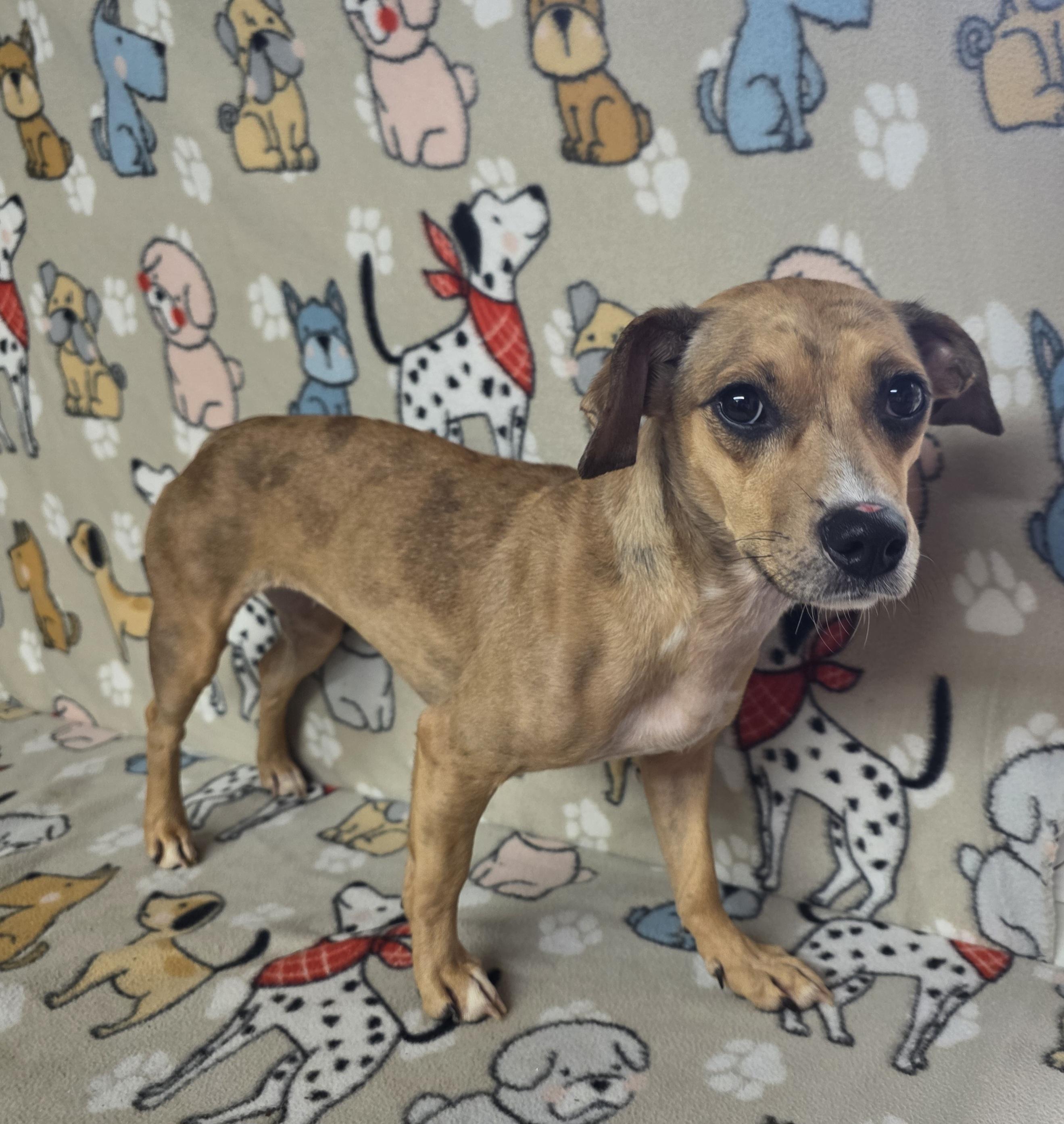 Skittles, a Adoptable mixed breed in Dallas, GA image 3/5