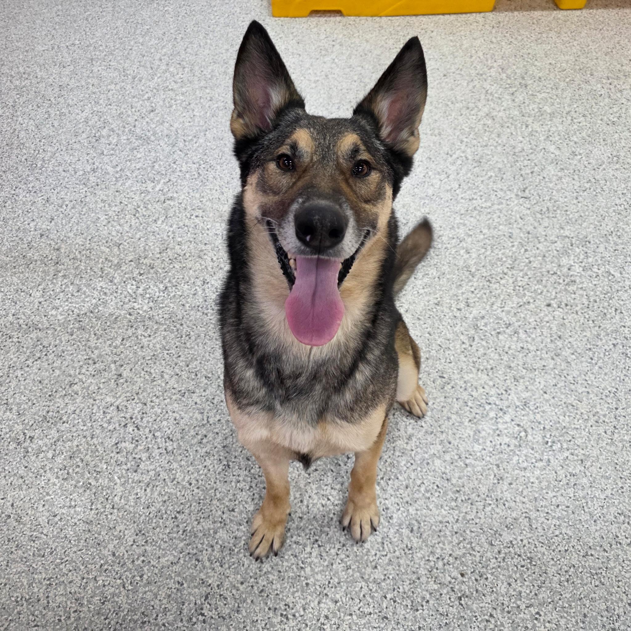 Bourbon , ADOPTABLE, Adult Male German Shepherd Dog.