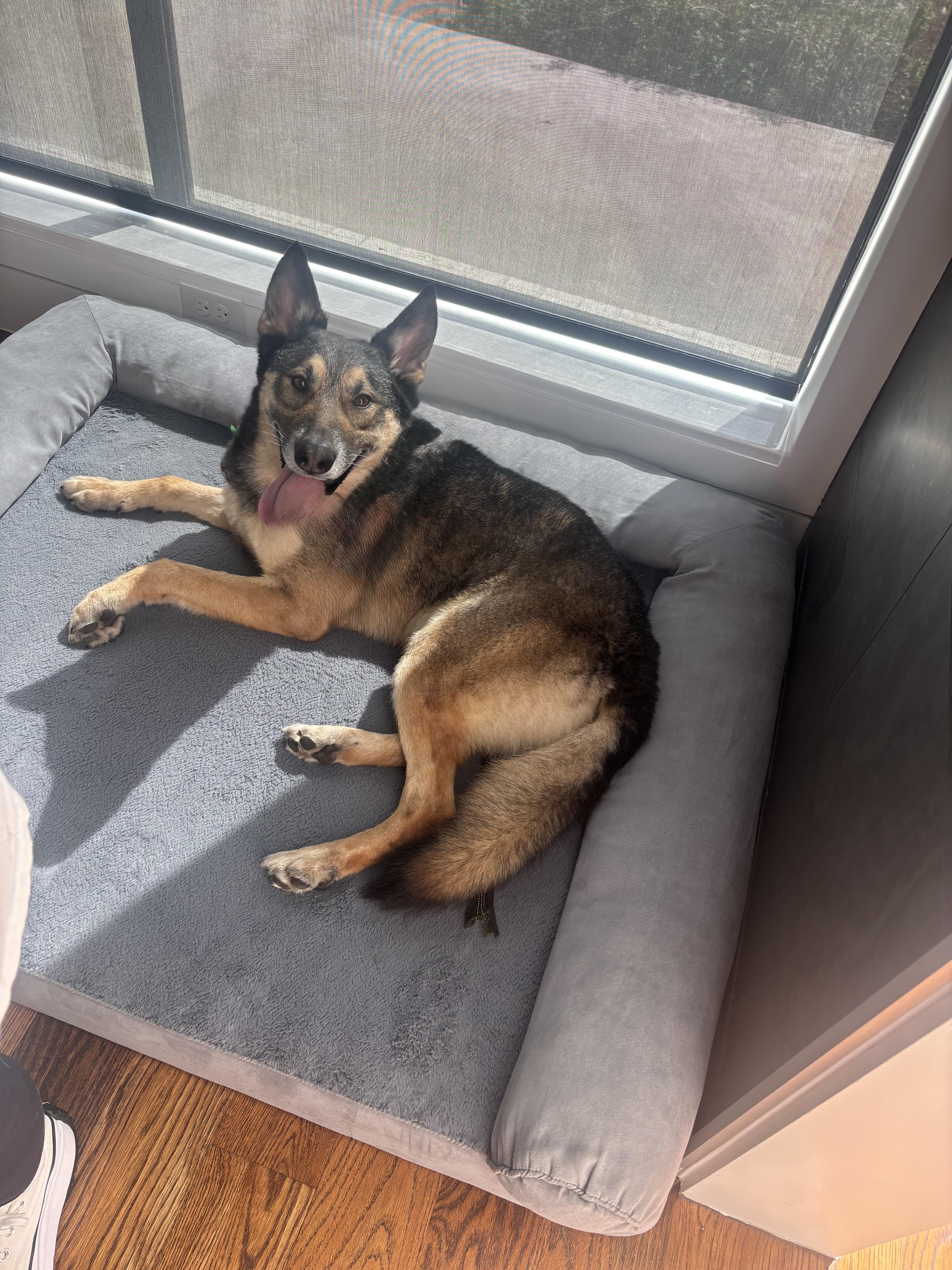 Enlarge Remey , a Adoptable German Shepherd Dog in Dallas, TX image 3/3