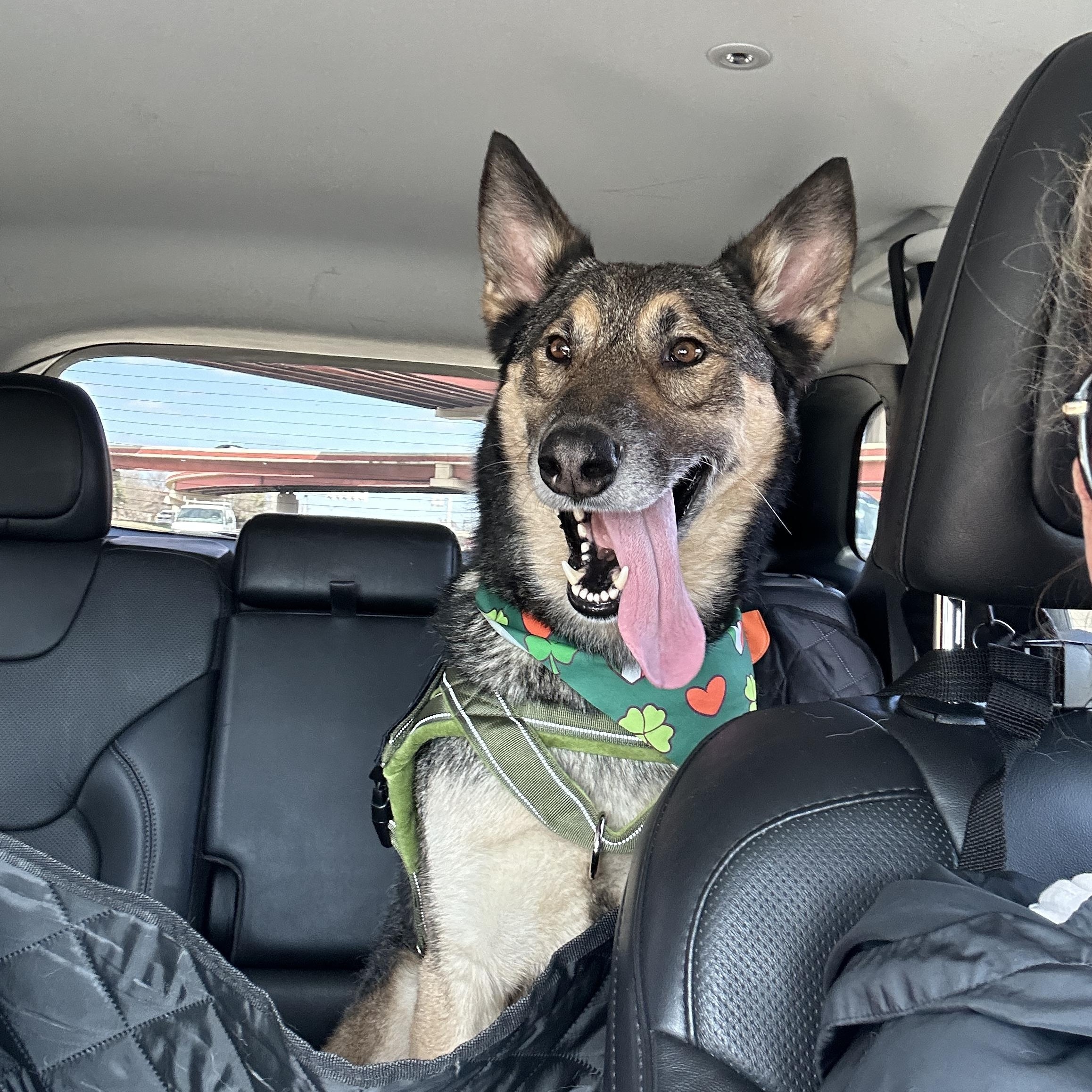 Enlarge Remey , a Adoptable German Shepherd Dog in Dallas, TX image 1/3