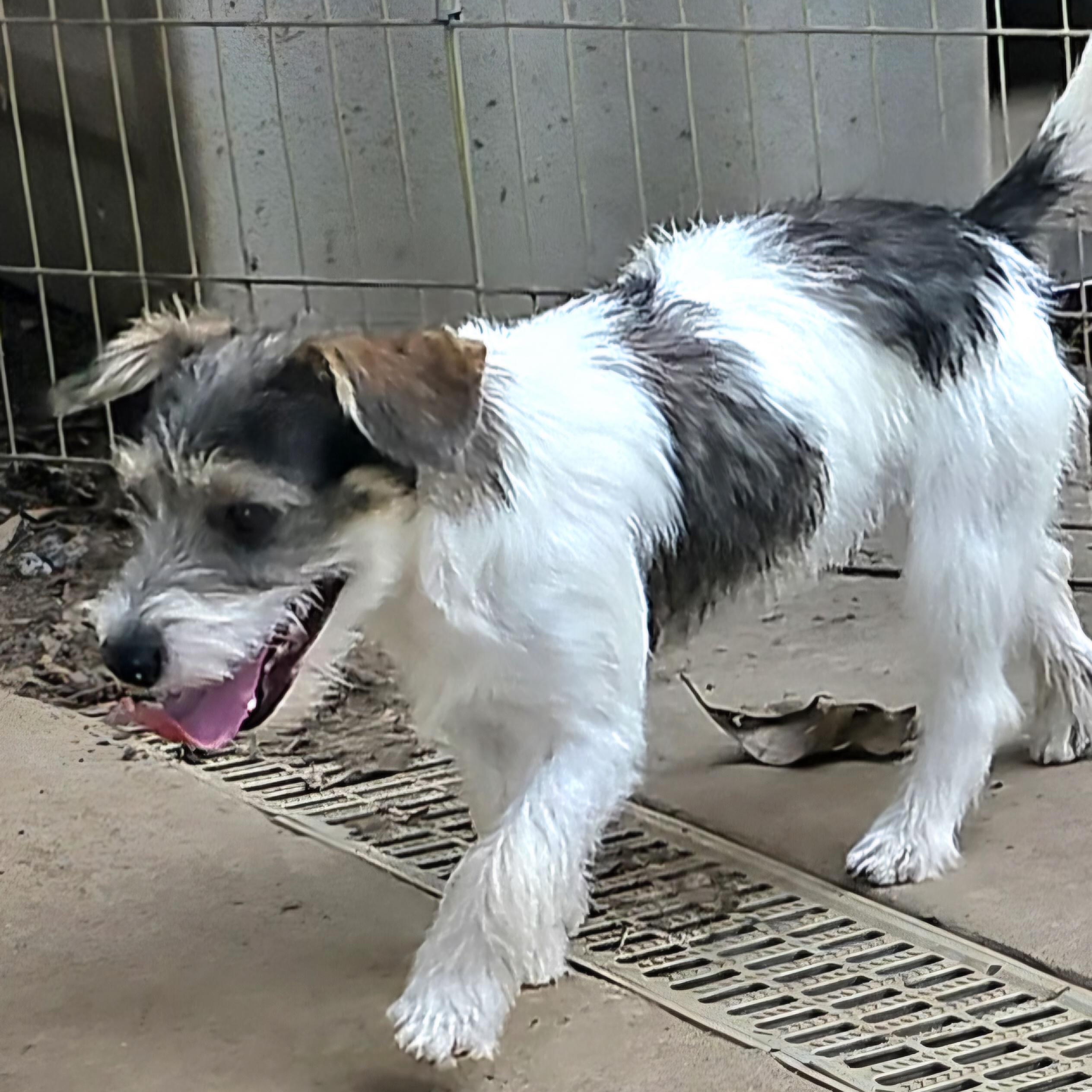 Enlarge Skittles, an adopted mixed breed in Athens, AL image 2/6