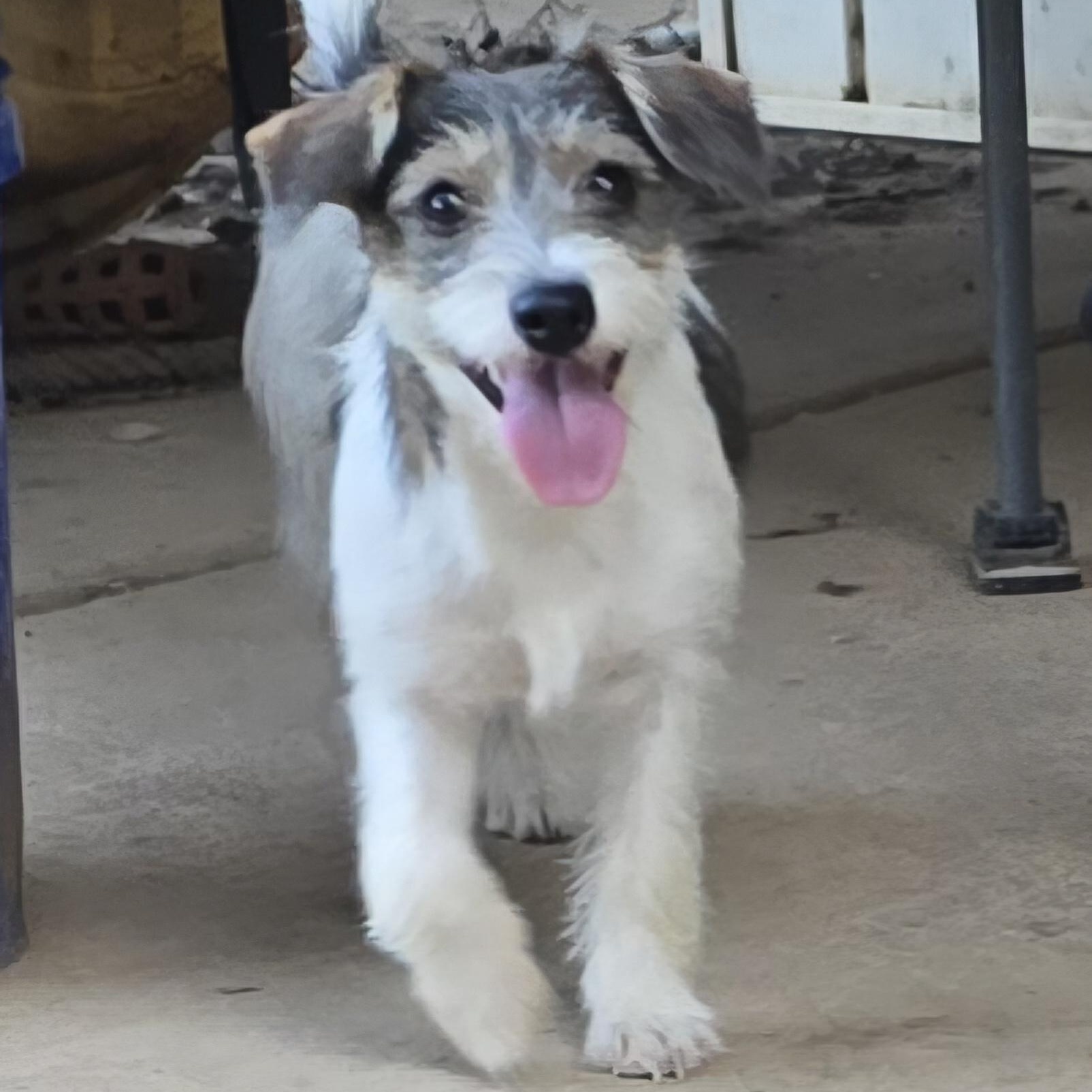 Enlarge Skittles, an adopted mixed breed in Athens, AL image 4/6