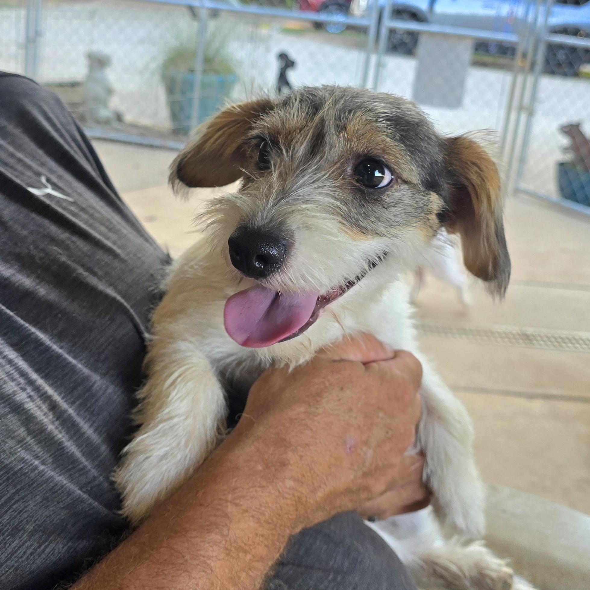 Enlarge Skittles, an adopted mixed breed in Athens, AL image 3/6
