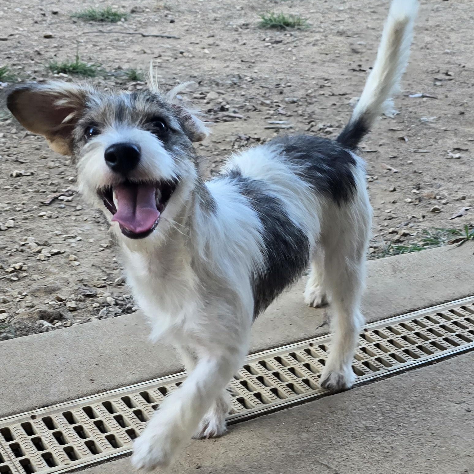 Enlarge Skittles, an adopted mixed breed in Athens, AL image 6/6