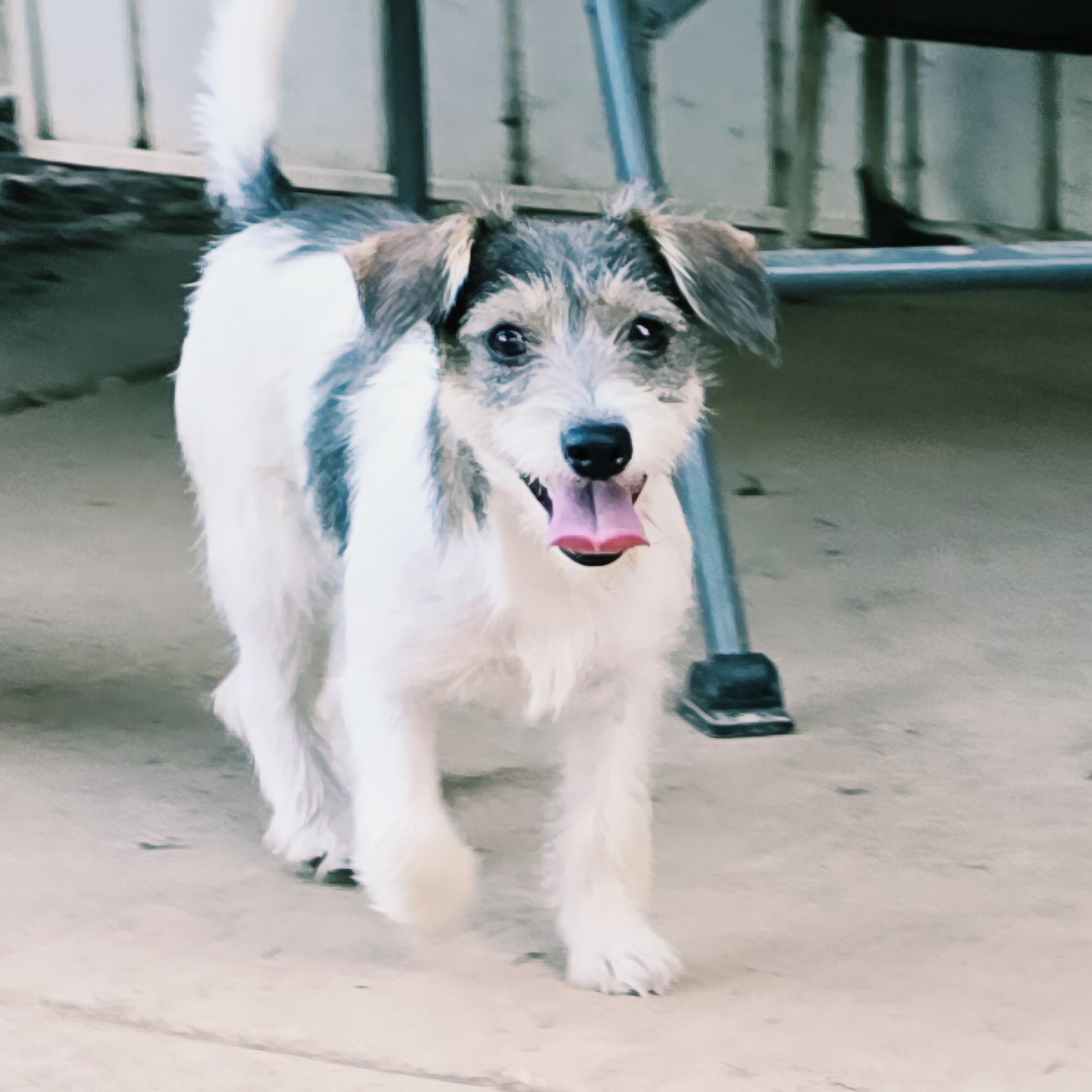 Skittles, adopted, Young Female Yorkshire Terrier & Rat Terrier.