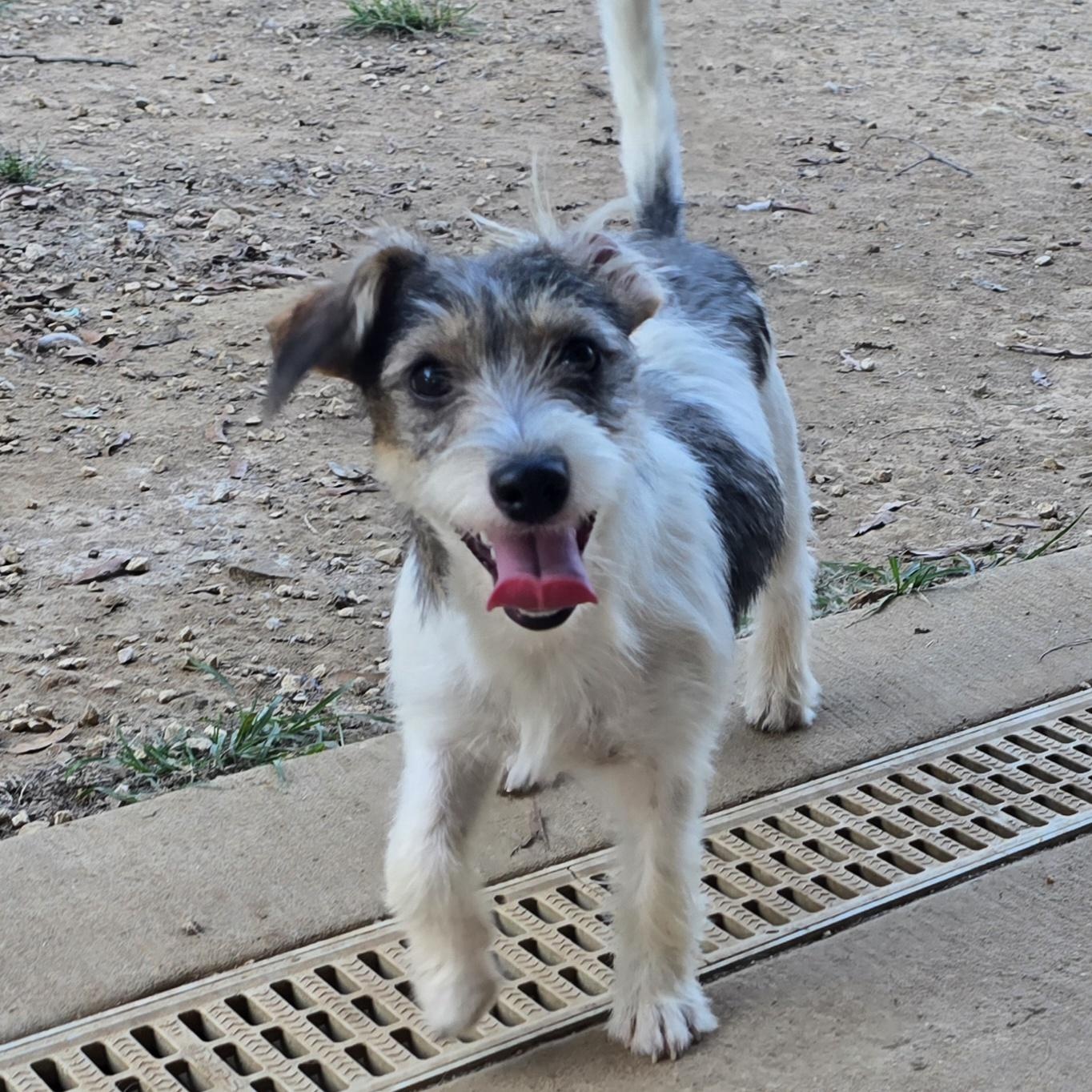 Enlarge Skittles, an adopted mixed breed in Athens, AL image 5/6