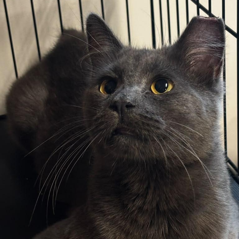 Enlarge Pearmain, a Adoptable mixed breed in Montclair, NJ image 2/2