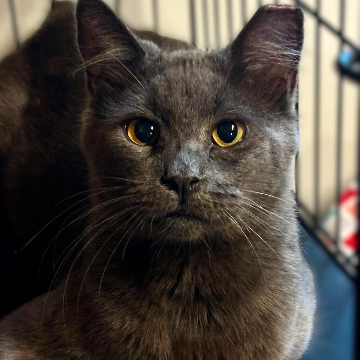 Enlarge Pearmain, a Adoptable mixed breed in Montclair, NJ image 1/2