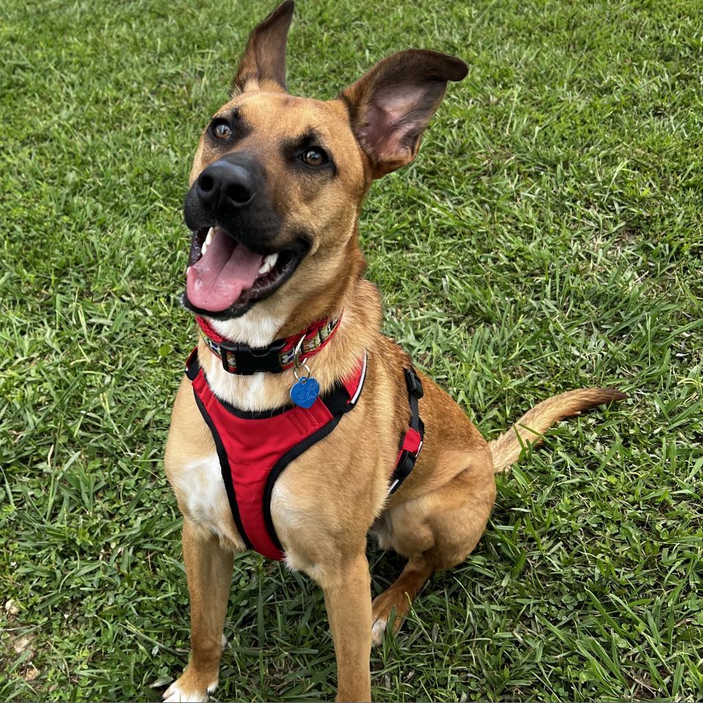 Enlarge Jupiter, a Adoptable mixed breed in Fletcher, NC image 3/5