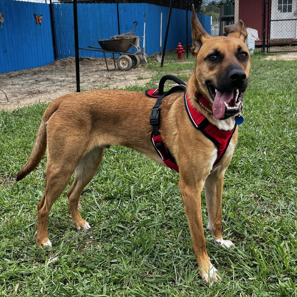 Enlarge Jupiter, a Adoptable mixed breed in Fletcher, NC image 4/5