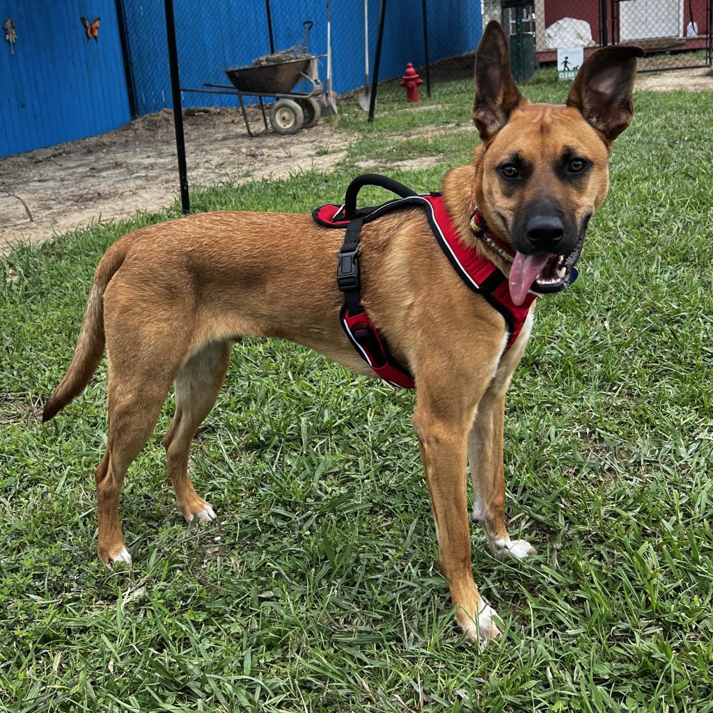 Enlarge Jupiter, a Adoptable mixed breed in Fletcher, NC image 5/5