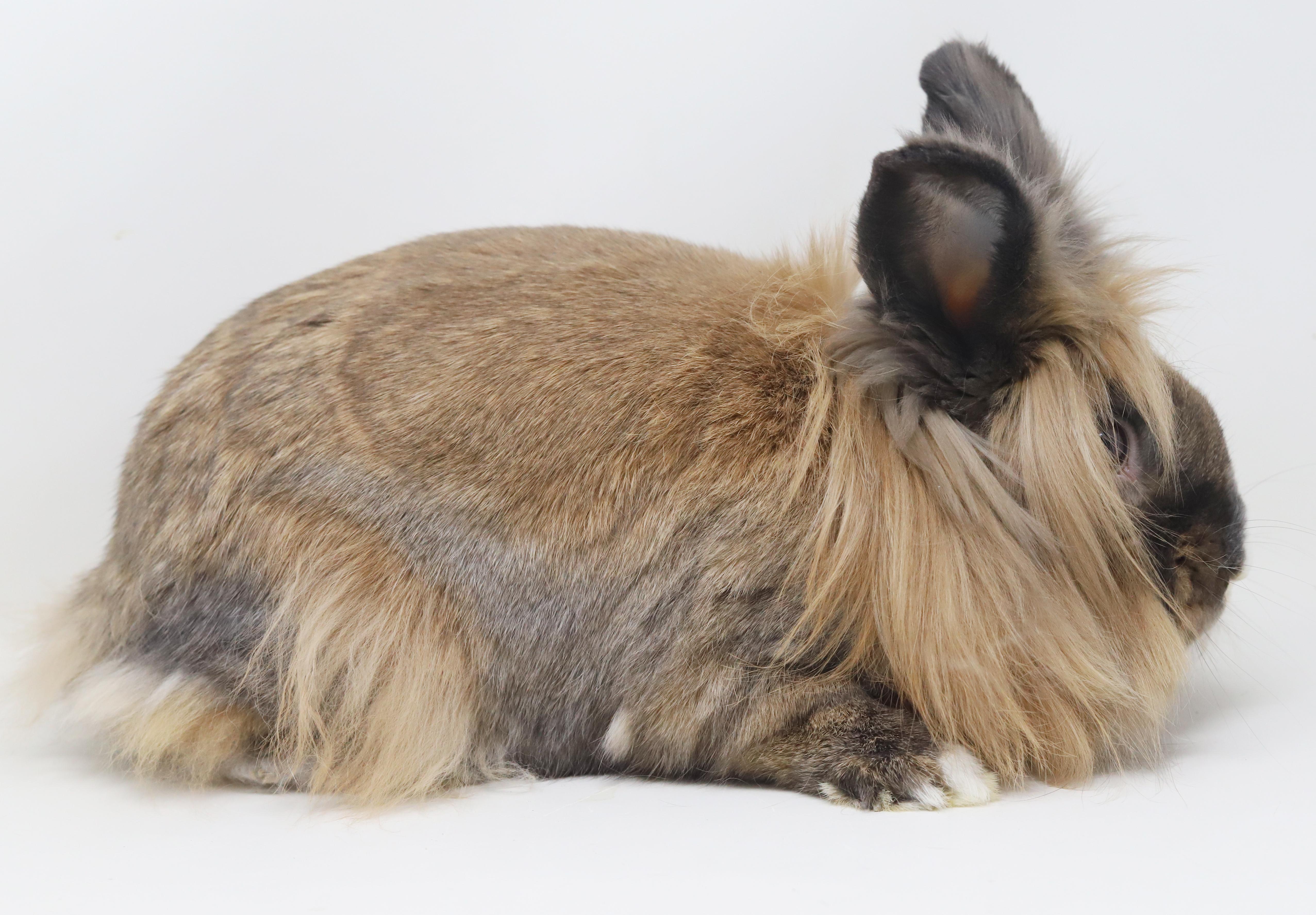 Enlarge Brooklyn is the best!  She's SPAYED and GLAM and just awesome house bun!, a Adoptable Lionhead in Bedford Hills, NY image 5/6