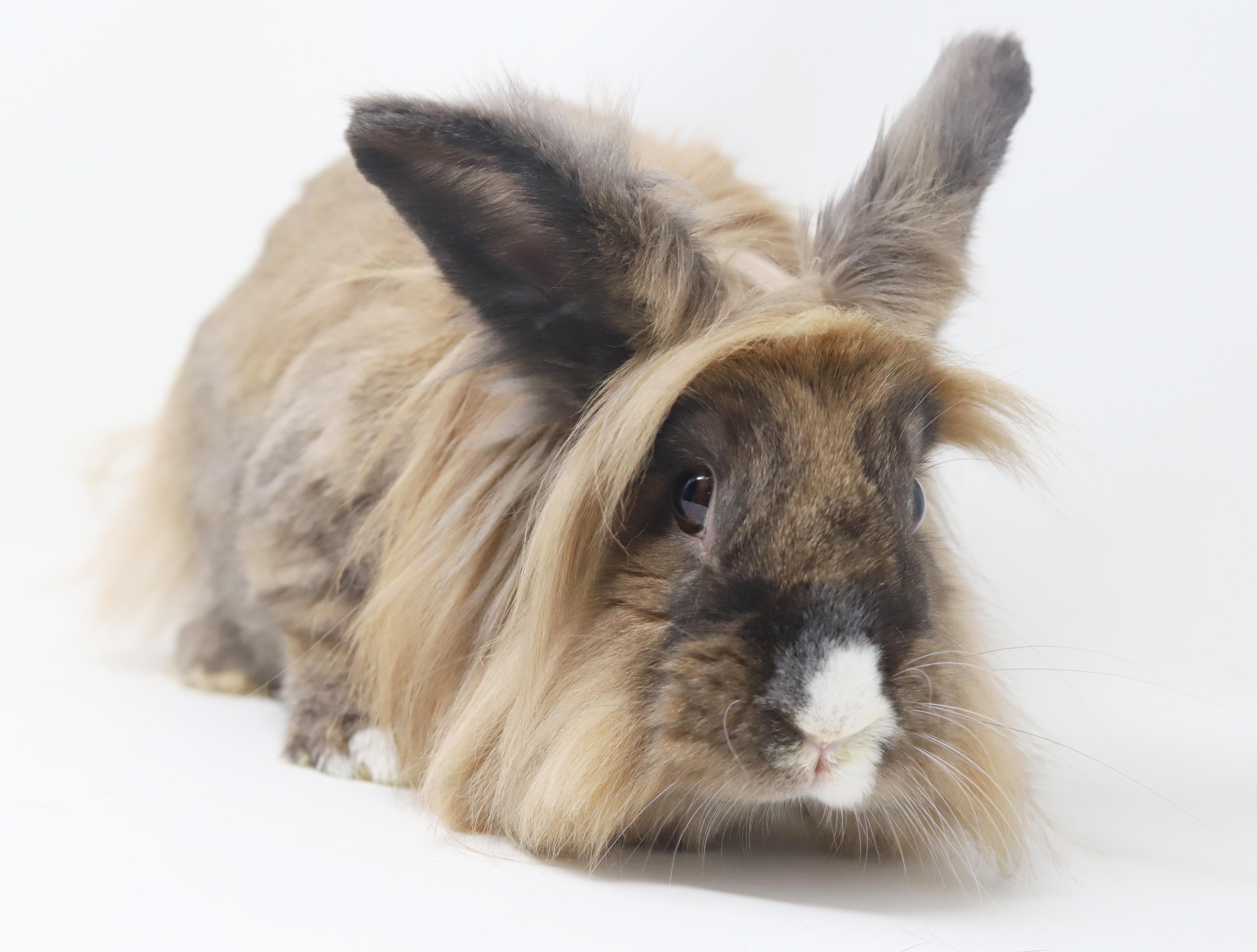 Enlarge Brooklyn is the best!  She's SPAYED and GLAM and just awesome house bun!, a Adoptable Lionhead in Bedford Hills, NY image 3/6