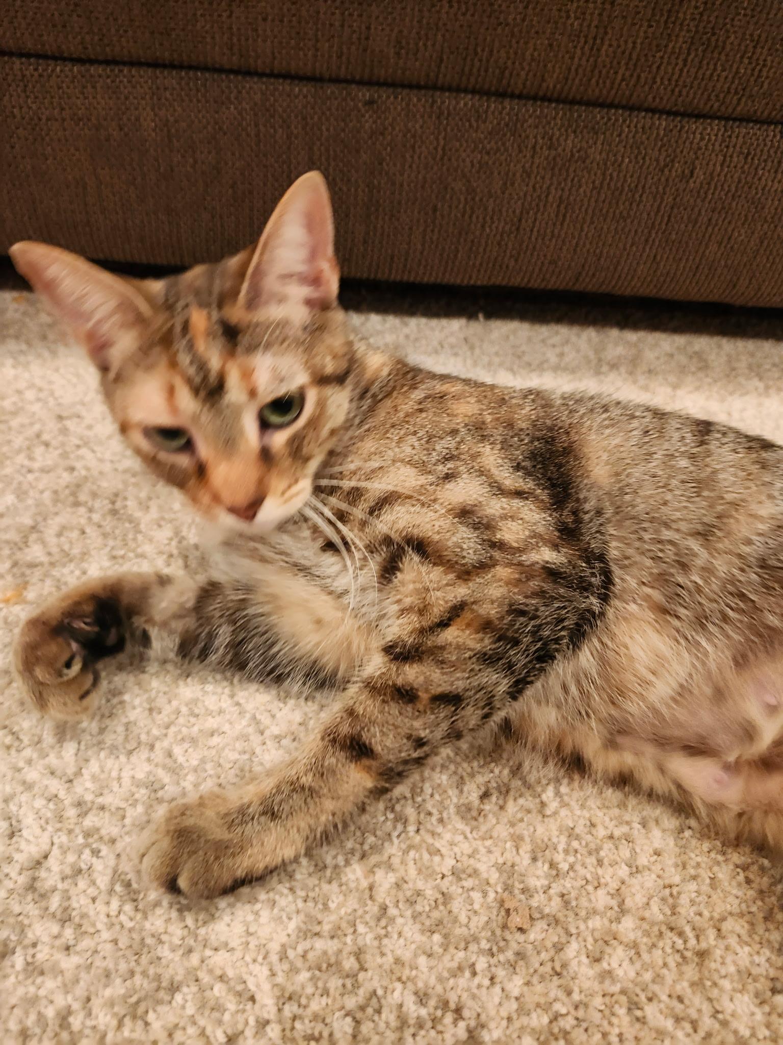 Reyas, Adoptable, Young Female Domestic Short Hair.