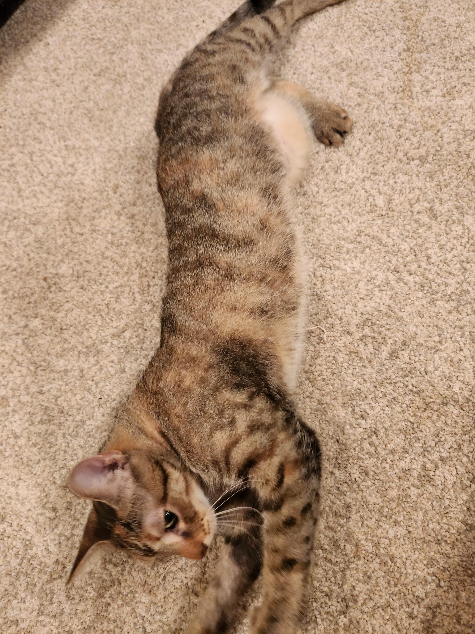 Enlarge Reyas, a Adoptable Domestic Short Hair in Lewis Center, OH image 3/6