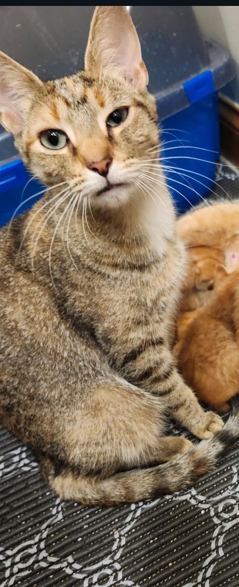 Enlarge Reyas, a Adoptable Domestic Short Hair in Lewis Center, OH image 4/6