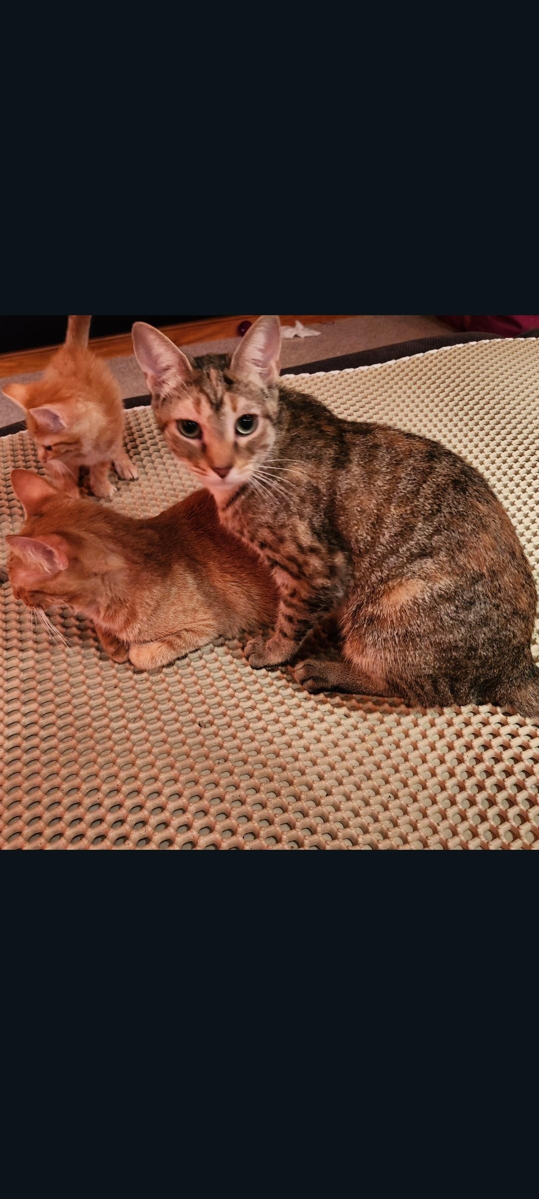 Enlarge Reyas, a Adoptable Domestic Short Hair in Lewis Center, OH image 5/6