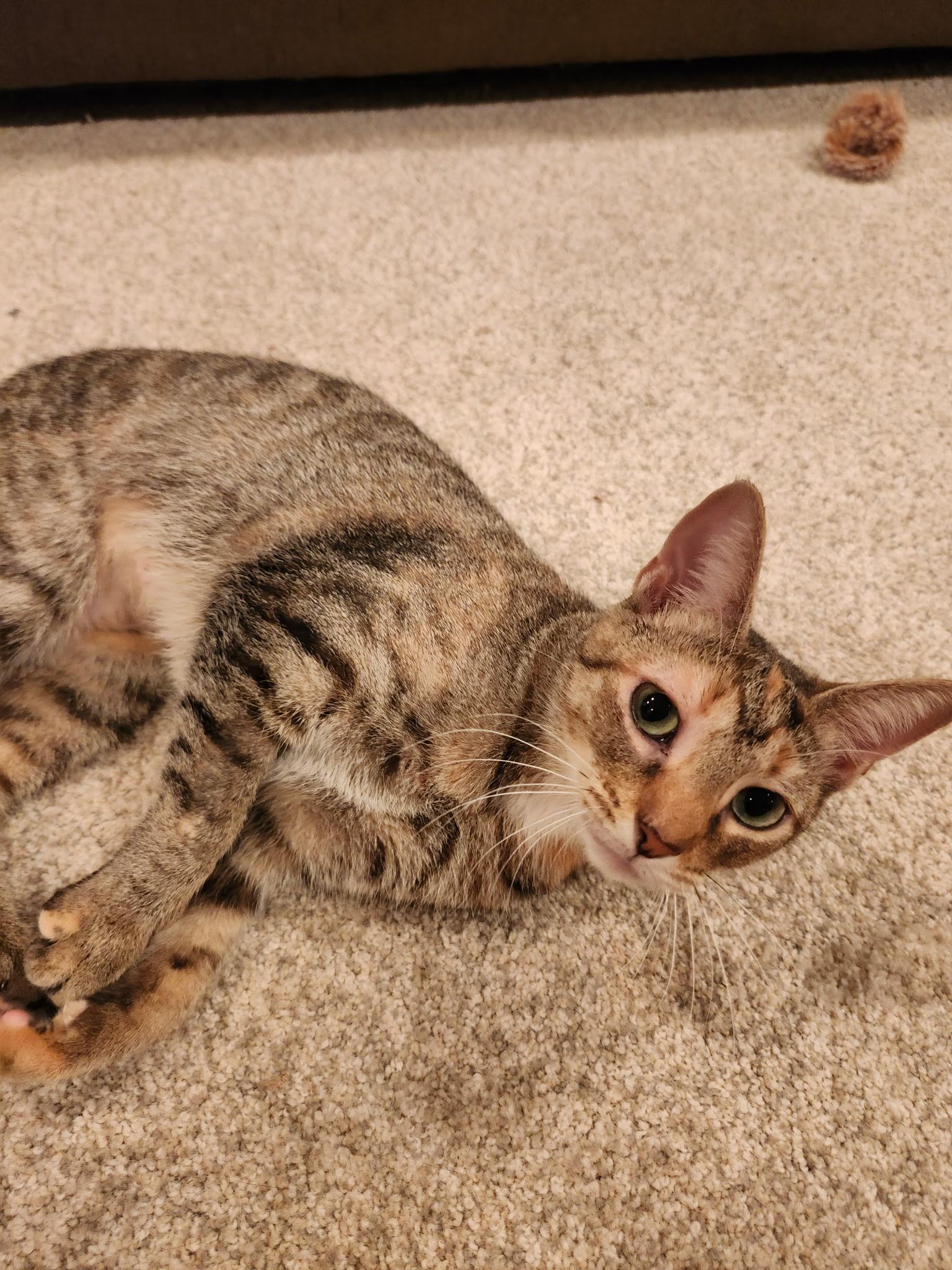 Enlarge Reyas, a Adoptable Domestic Short Hair in Lewis Center, OH image 6/6