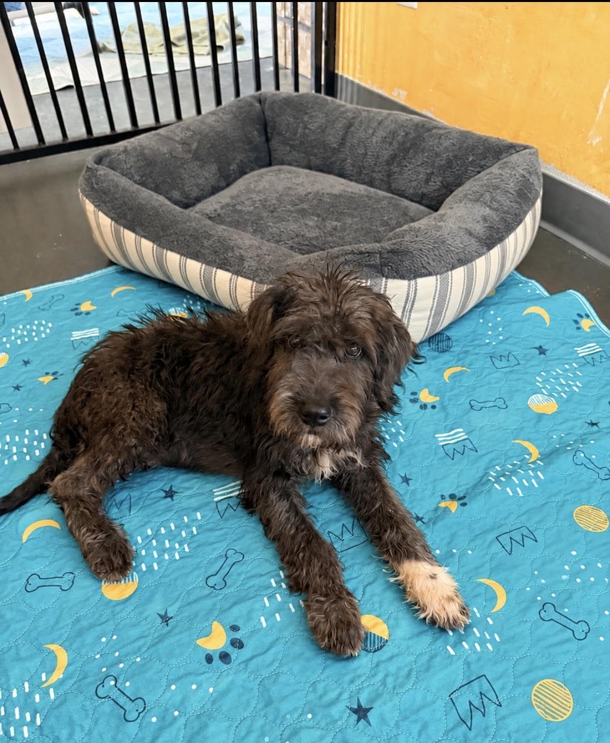 Harry Connick, Adopted, Puppy Male Labradoodle & Pit Bull Terrier.
