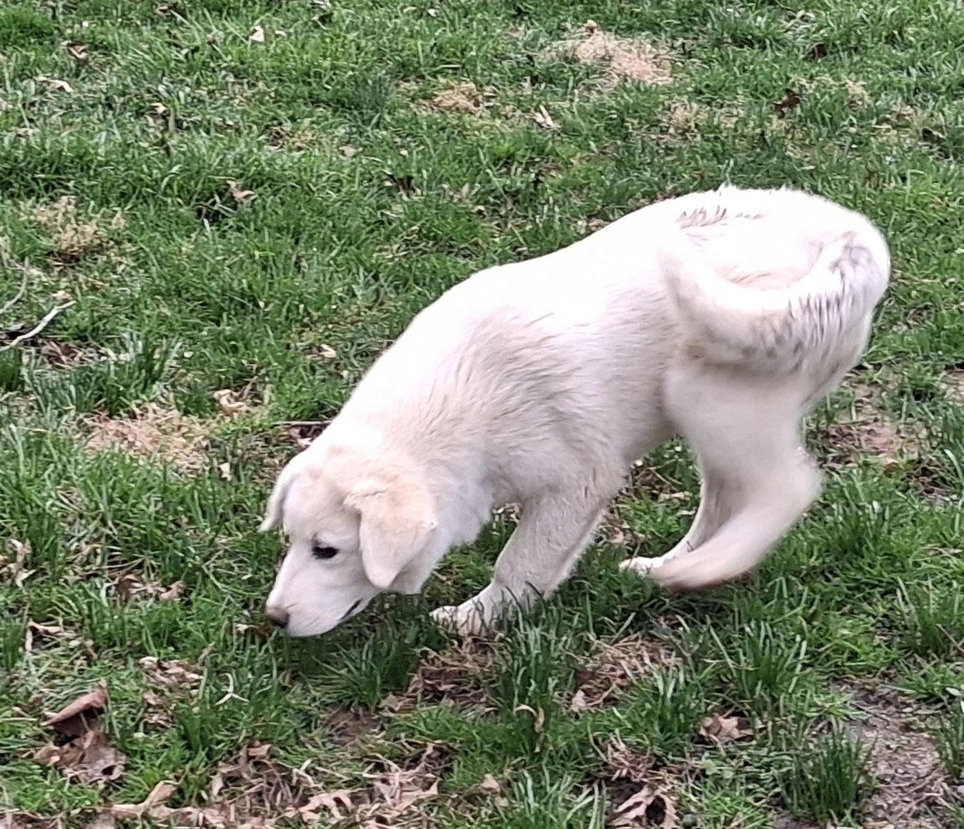 Ivory, Adoptable, Puppy Female Great Pyrenees & Australian Shepherd.