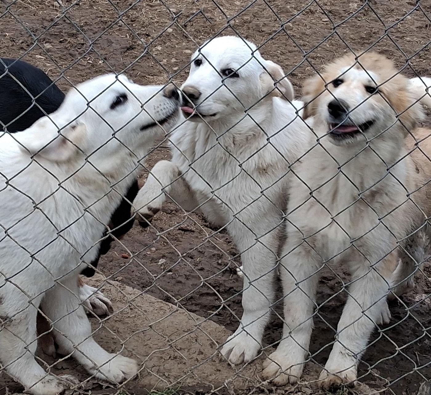 Ivory, Adopted, Puppy Female Great Pyrenees & Australian Shepherd.