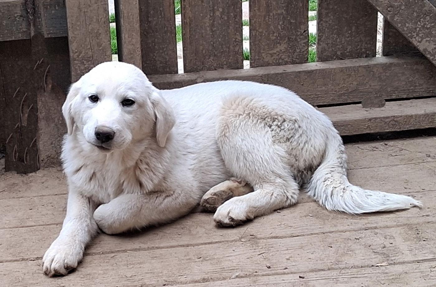 Ivory, a Adoptable mixed breed in Mcconnelsville, OH image 3/3