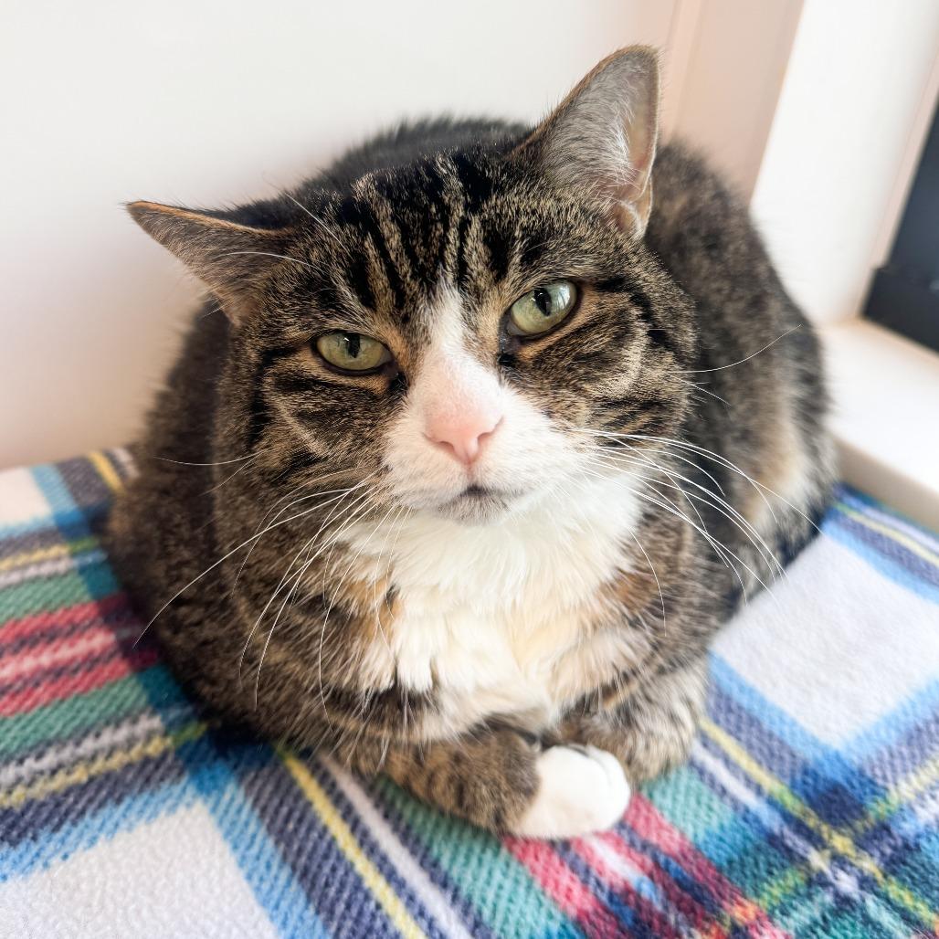 Chip, Adoptable, Senior Male Domestic Short Hair.