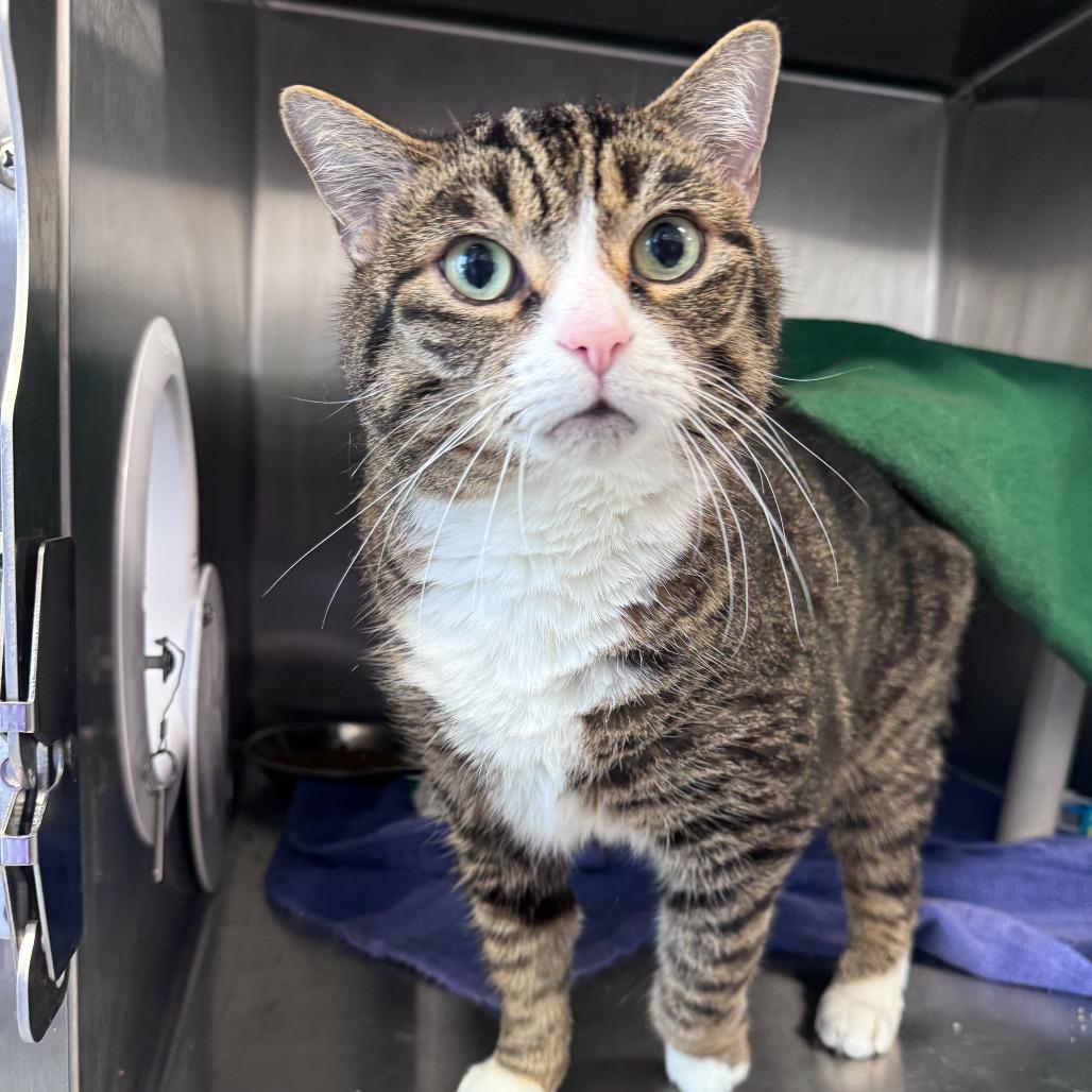 Chip, a Adoptable Domestic Short Hair in Fort Wayne, IN image 2/5