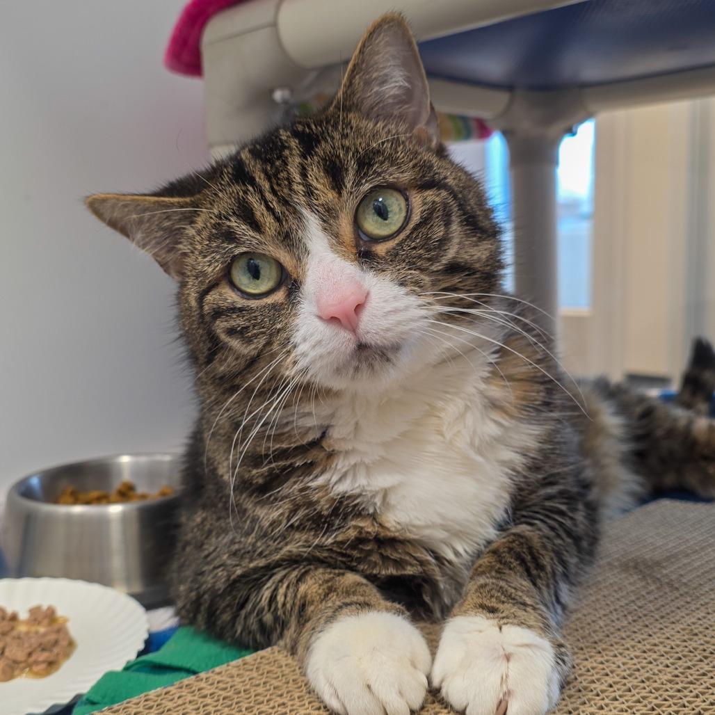 Chip, a Adoptable Domestic Short Hair in Fort Wayne, IN image 3/5