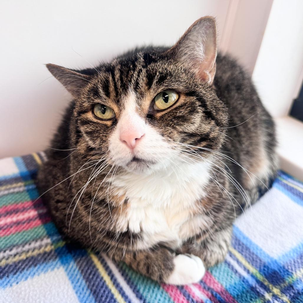 Chip, a Adoptable Domestic Short Hair in Fort Wayne, IN image 4/5