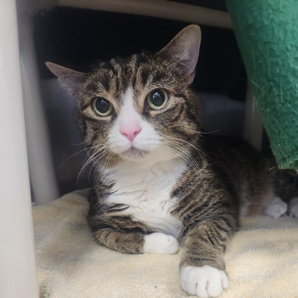 Chip, a Adoptable Domestic Short Hair in Fort Wayne, IN image 5/5