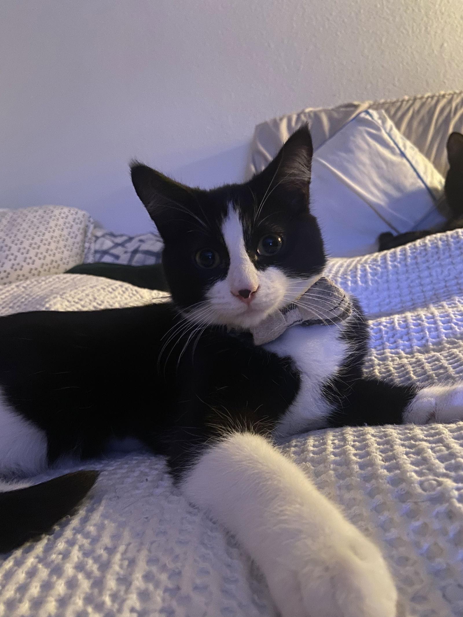 Domino, Adoptable, Young Male Domestic Short Hair.