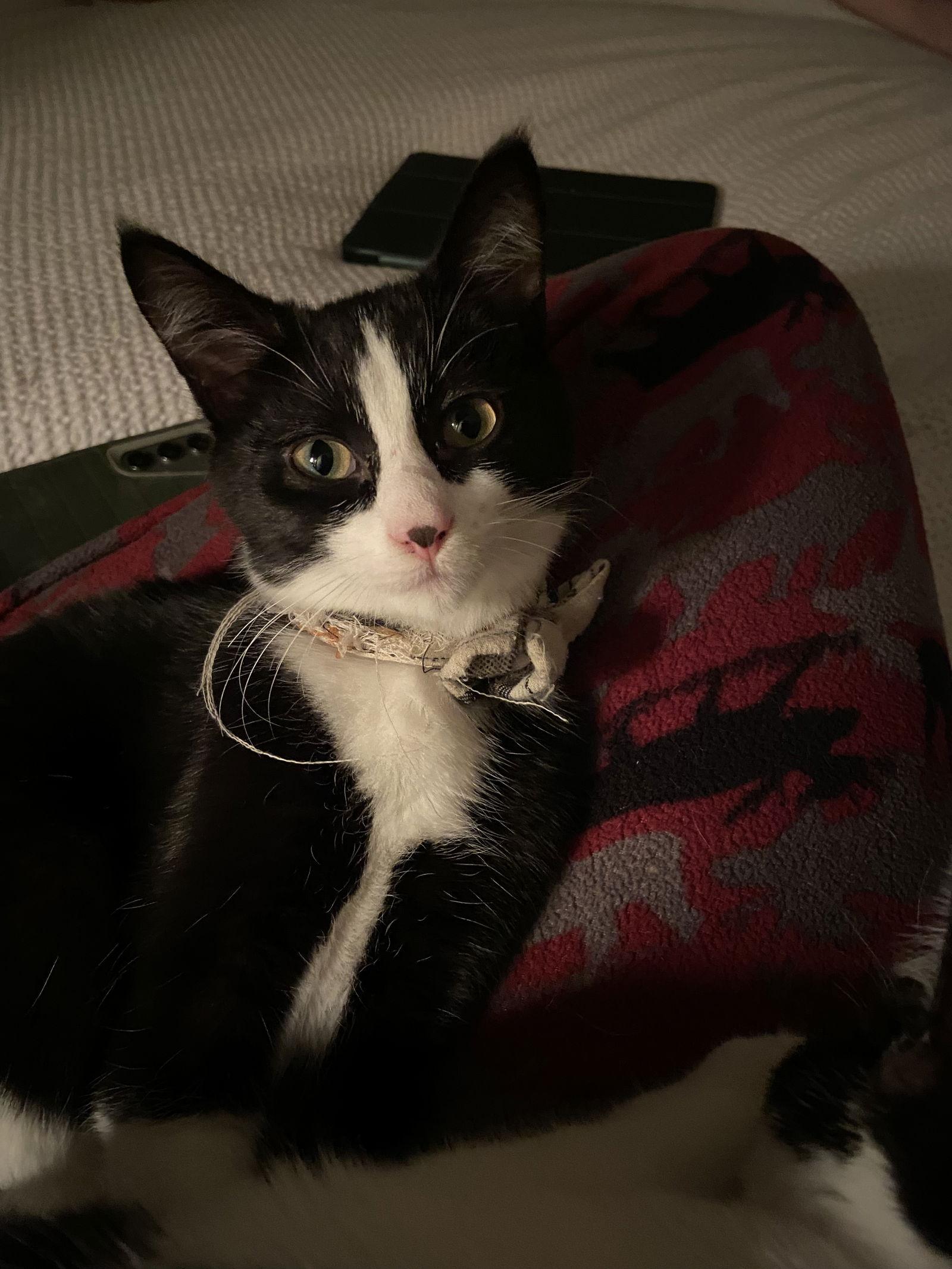 Enlarge Domino, a Adoptable Domestic Short Hair in Burlington, WA image 2/2