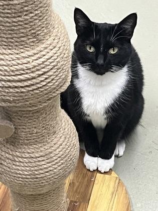 Enlarge Haru, a Adoptable mixed breed in Savannah, GA image 2/3