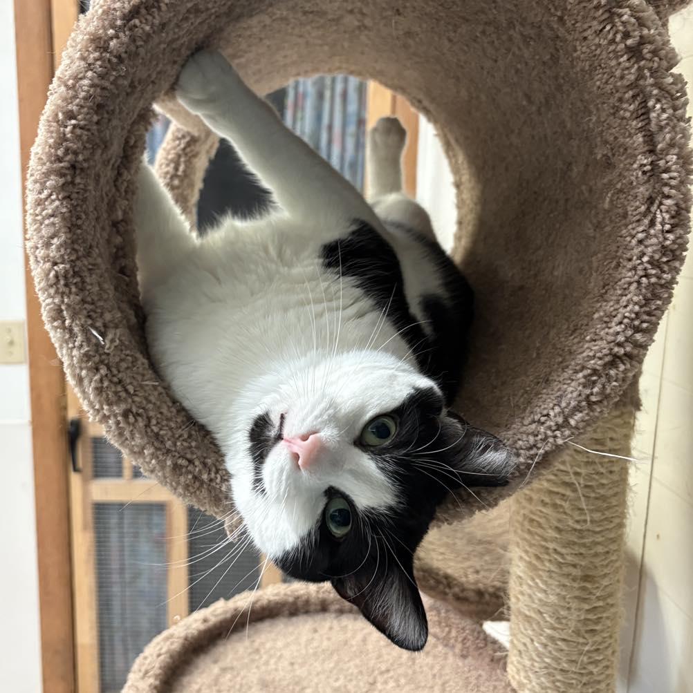 Oreo, a Adoptable Domestic Short Hair in Beacon, NY image 3/6