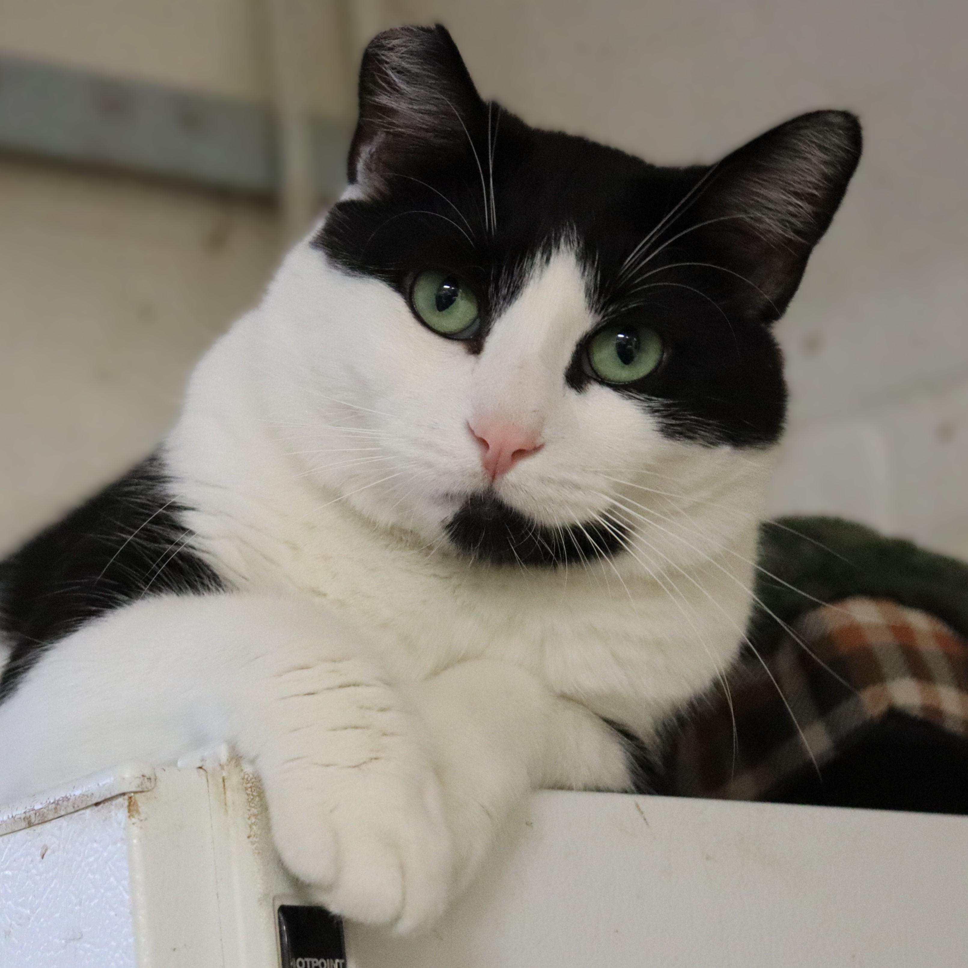Oreo, a Adoptable Domestic Short Hair in Beacon, NY image 1/6
