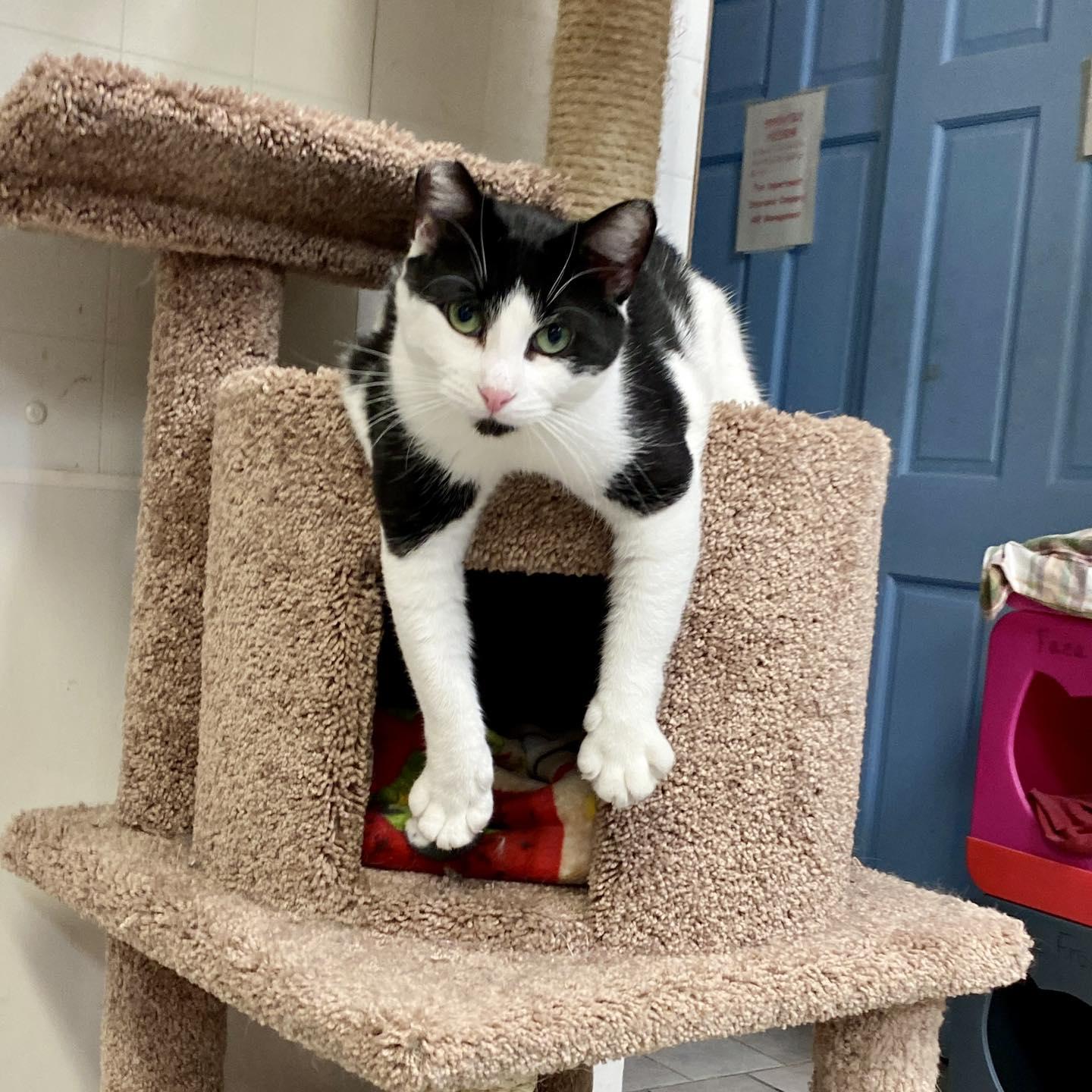 Oreo, a Adoptable Domestic Short Hair in Beacon, NY image 6/6