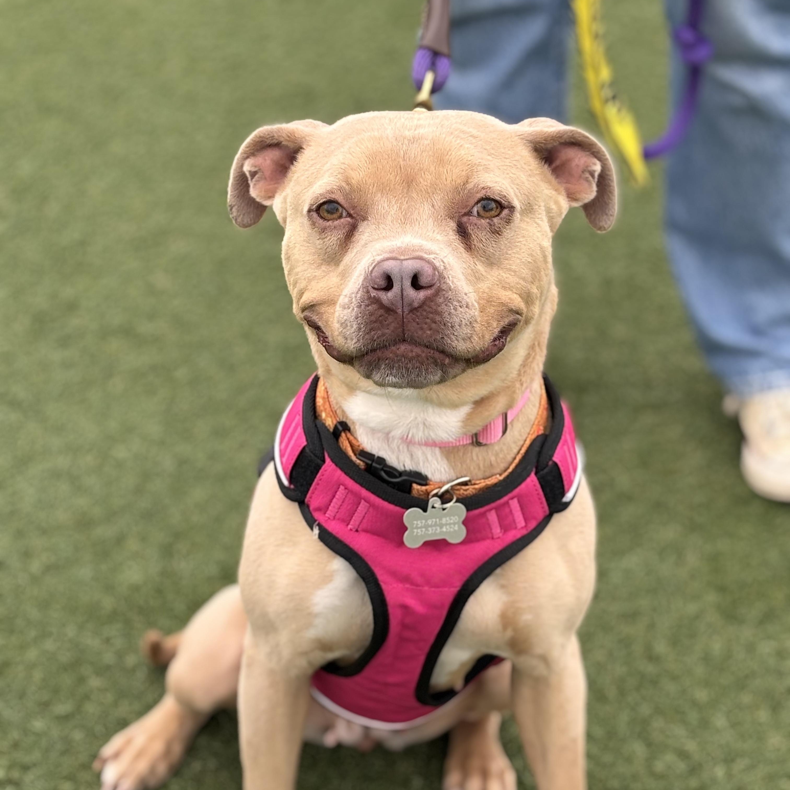 Lil Debbie Snack Cake, Adult Female Pit Bull Terrier