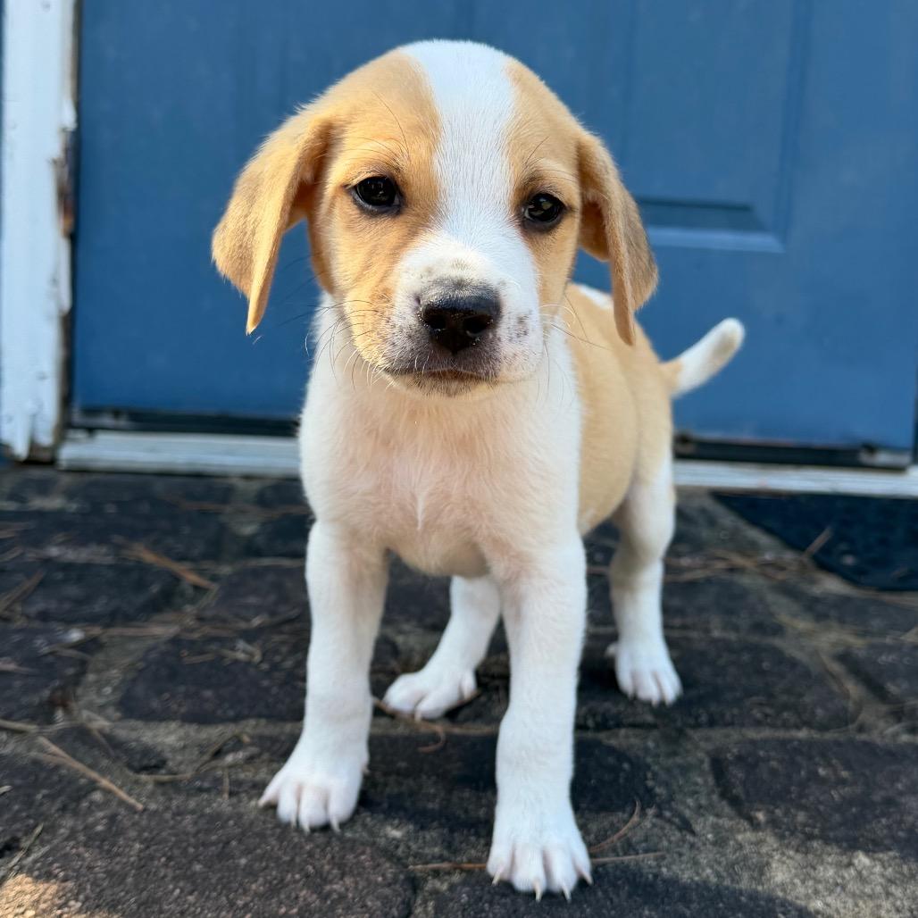 Cider (in PA), Adoptable, Puppy Male Mixed Breed.