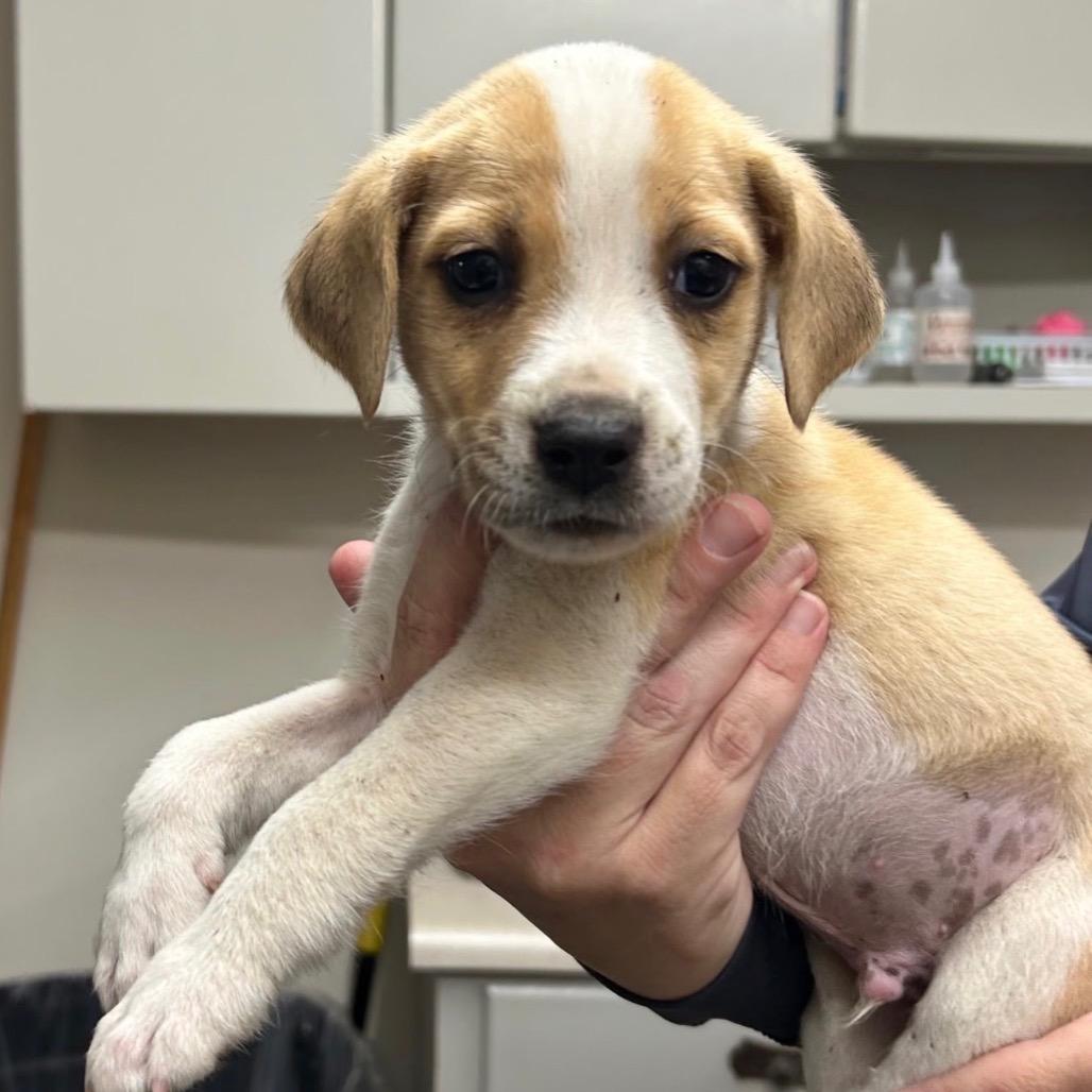 Enlarge Cider (in PA), a Adoptable Mixed Breed in Shoemakersville, PA image 2/5