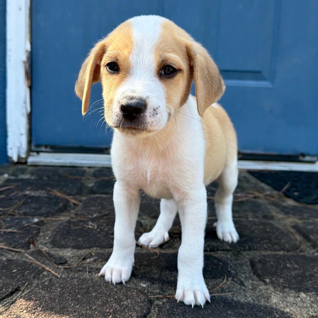 Enlarge Cider (in PA), a Adoptable Mixed Breed in Shoemakersville, PA image 3/5
