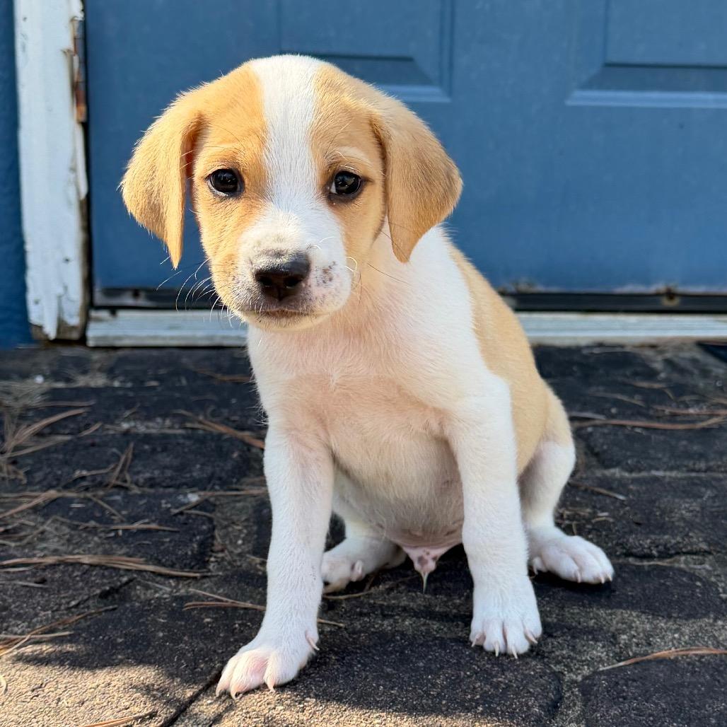 Enlarge Cider (in PA), a Adoptable Mixed Breed in Shoemakersville, PA image 4/5