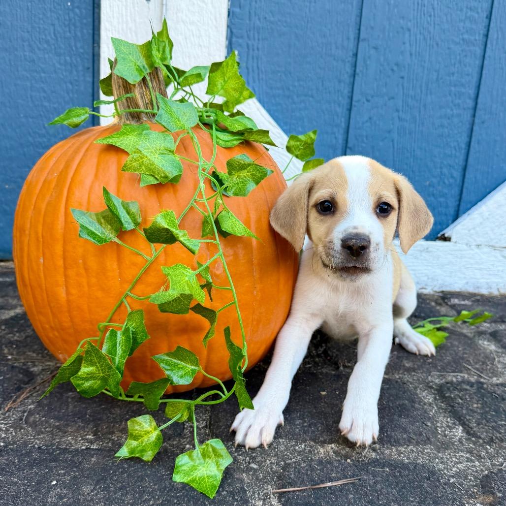 Enlarge Cider (in PA), a Adoptable Mixed Breed in Shoemakersville, PA image 5/5